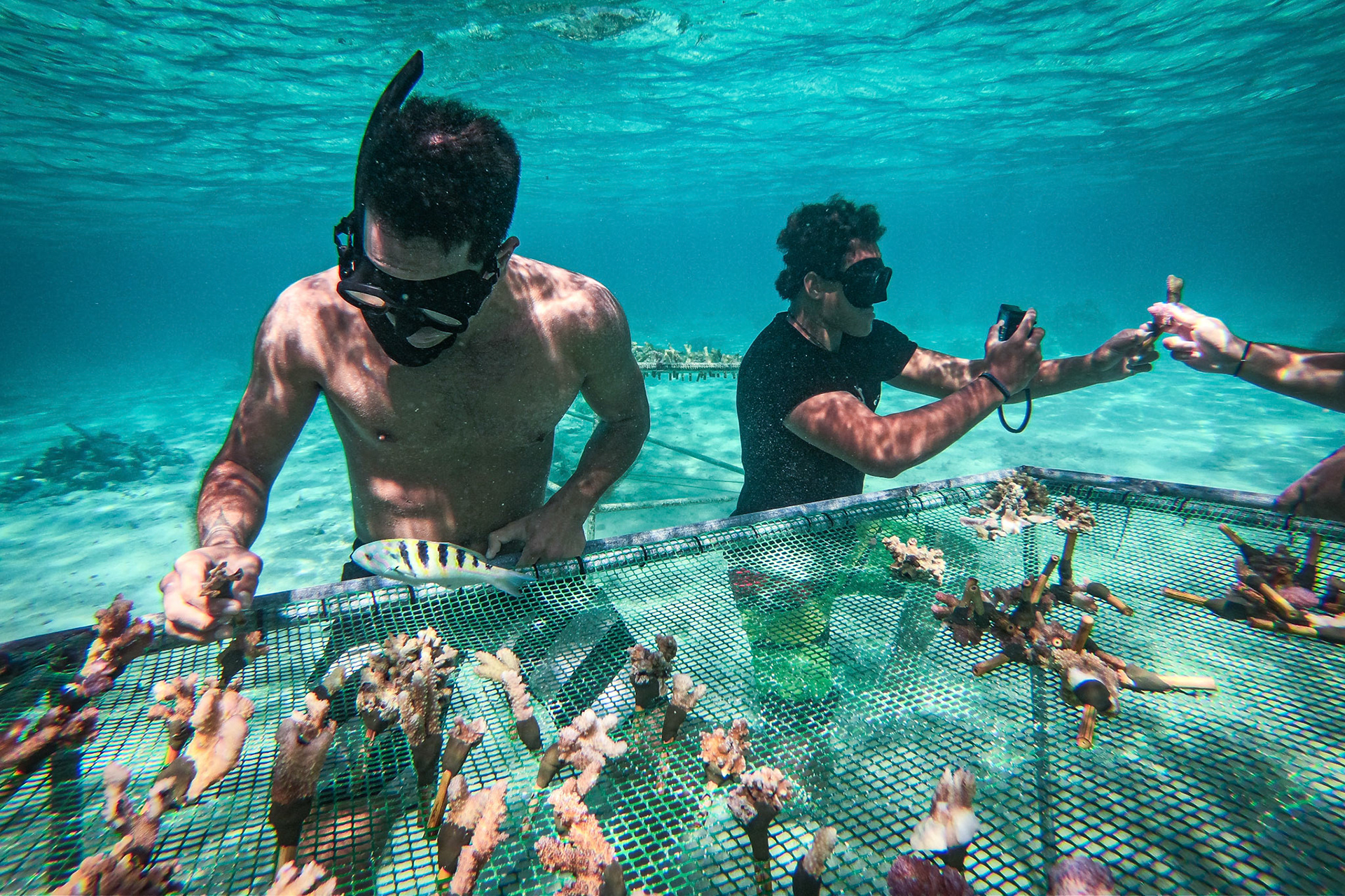 French Polynesia, Moorea, 2019-10-26. NGO Coral Gardener restoring corail in Moorea Island. Photograph by Fred MARIE / Collectif DR.Polynésie Française, Moorea, 2019-10-26. Des membres de l association Coral Gardener replantent du corail sur l ile de Moorea. Photographie de Fred MARIE / Collectif DR.