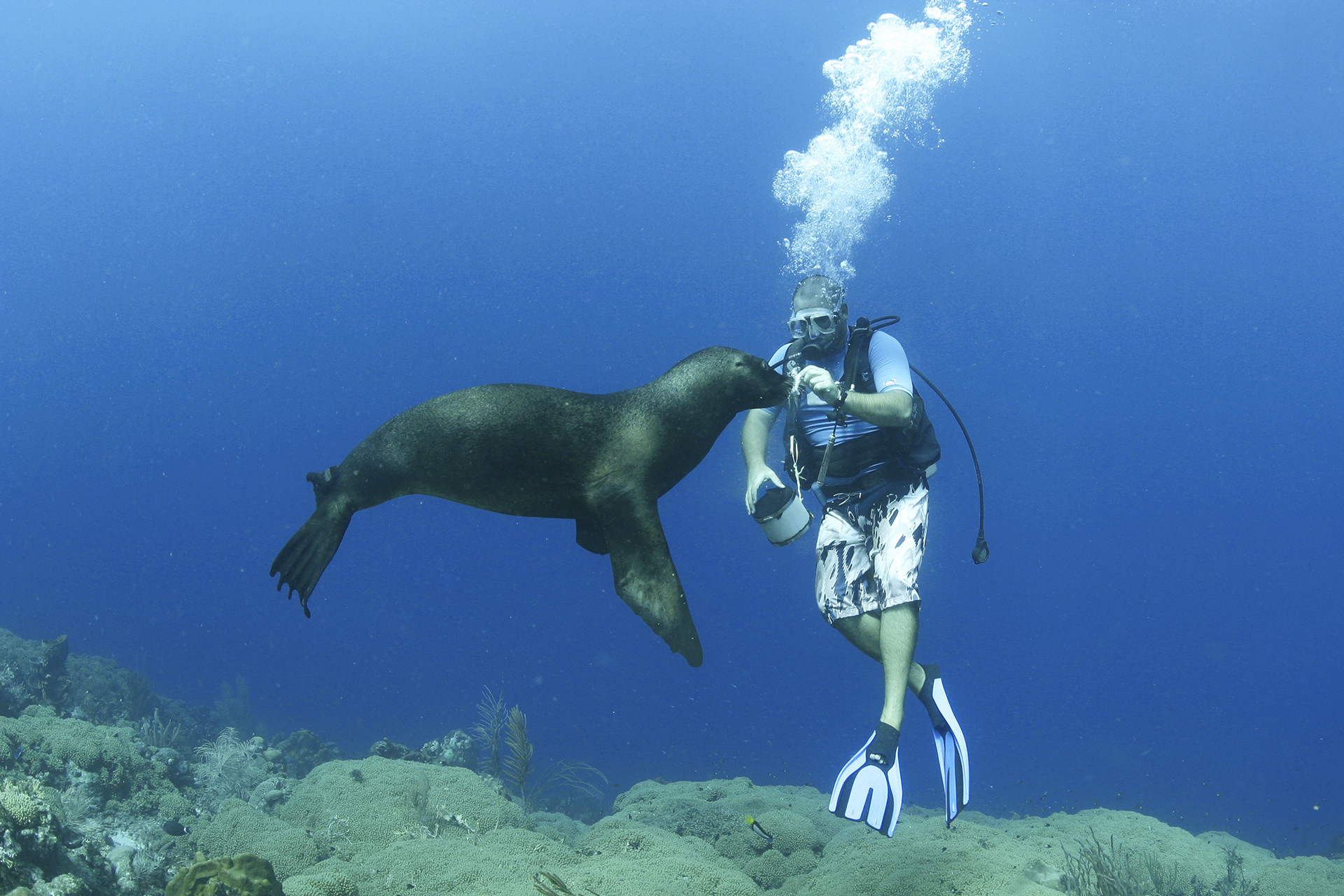 scuba diver sea lion duiken curacao