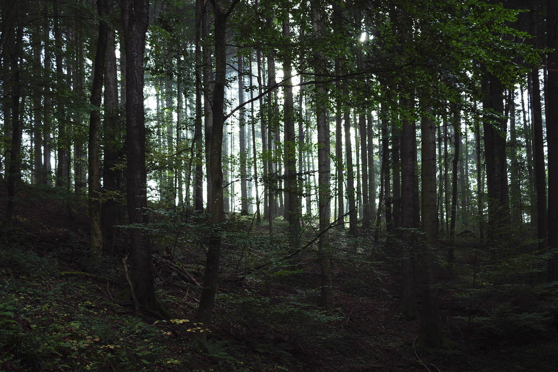 Mühlebächle IX, Baden-Würtemberg, 2021