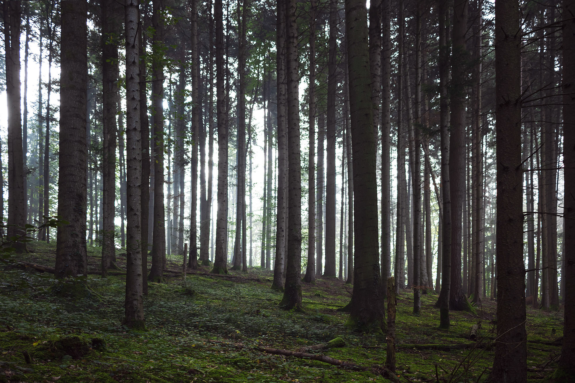 Mühlebächle XII, Baden-Würtemberg, 2021