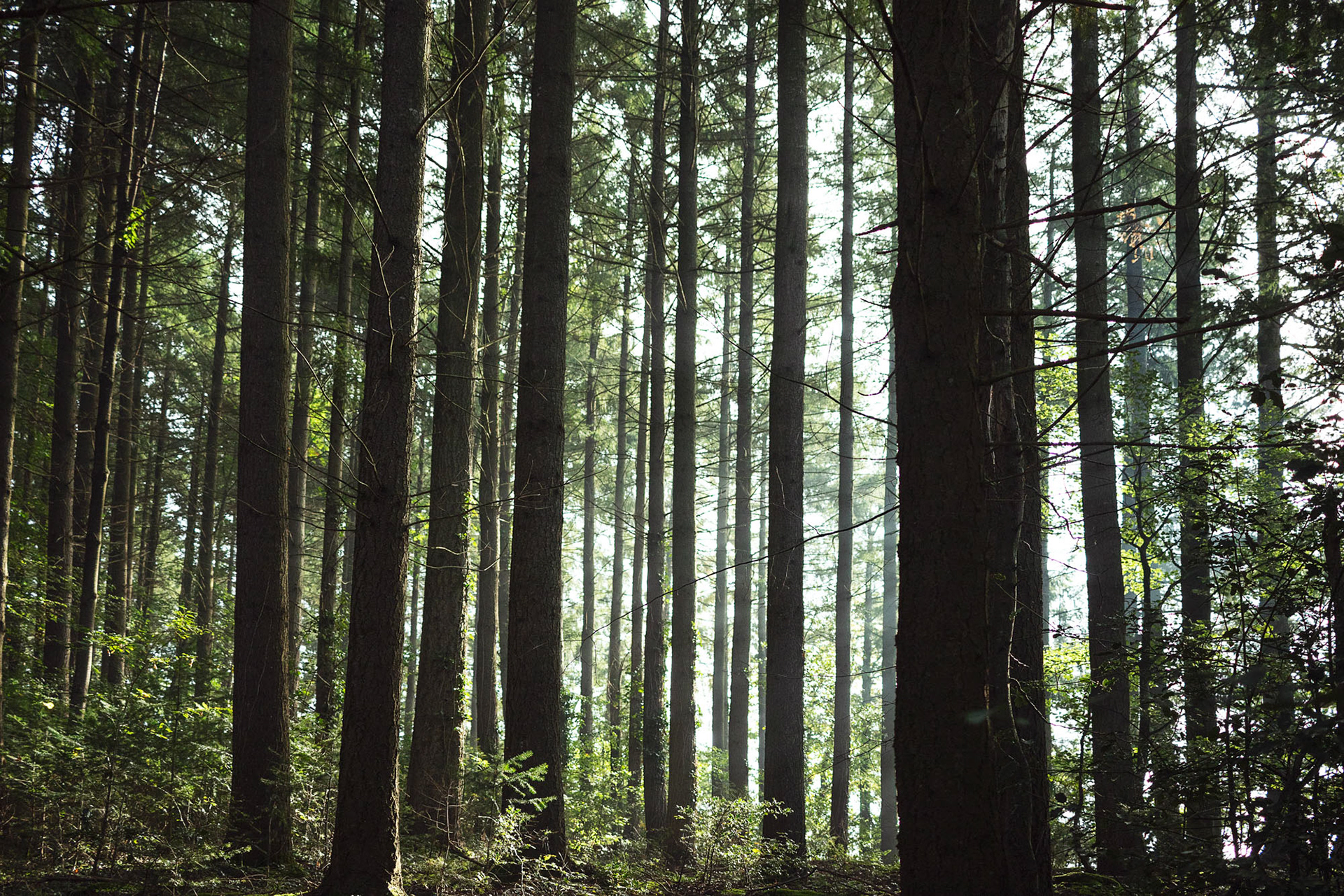 Mühlebächle VI, Baden-Würtemberg, 2021