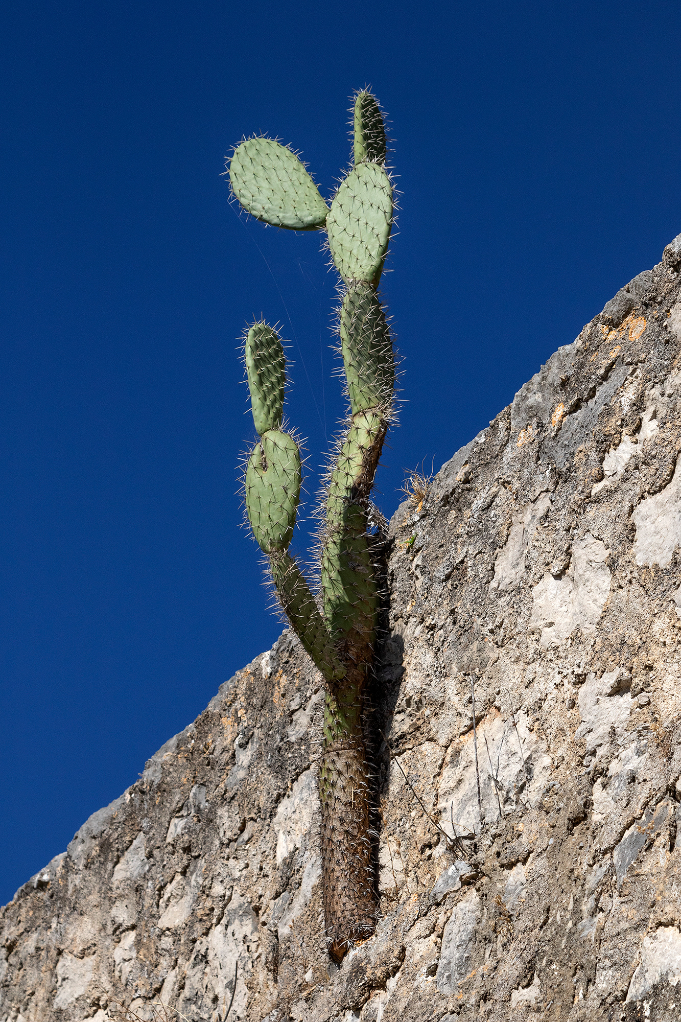 Cactus, Found Stills, Palermo, 2019
