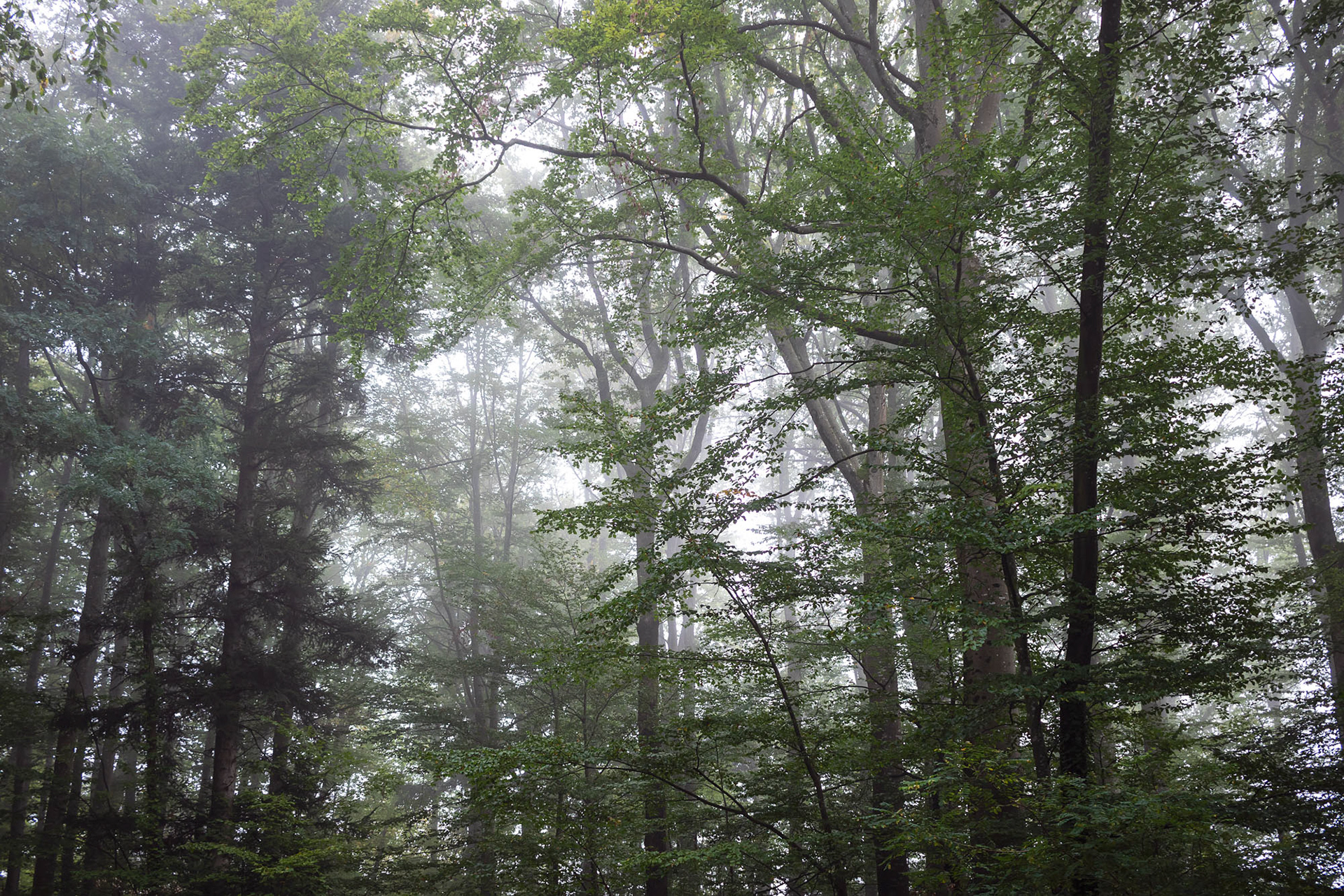 Mühlebächle XVII, Baden-Würtemberg, 2021