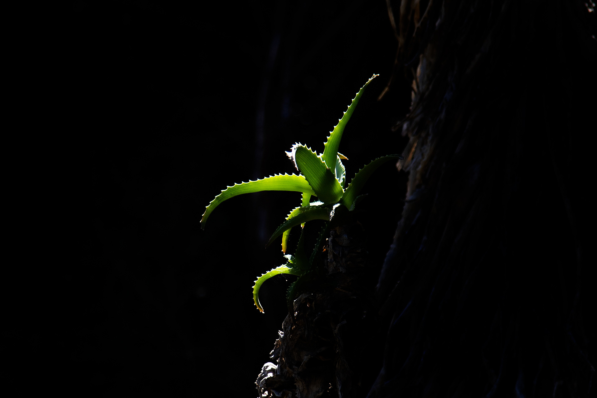 Aloe Vera, Found Stills, Palermo, 2019