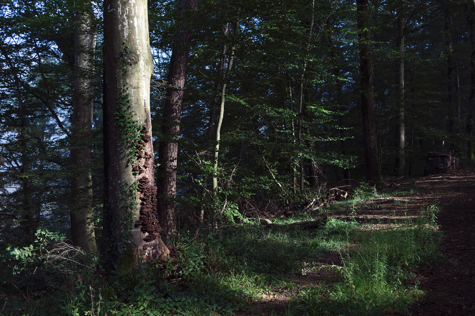 Mühlebächle V, Baden-Würtemberg, 2021