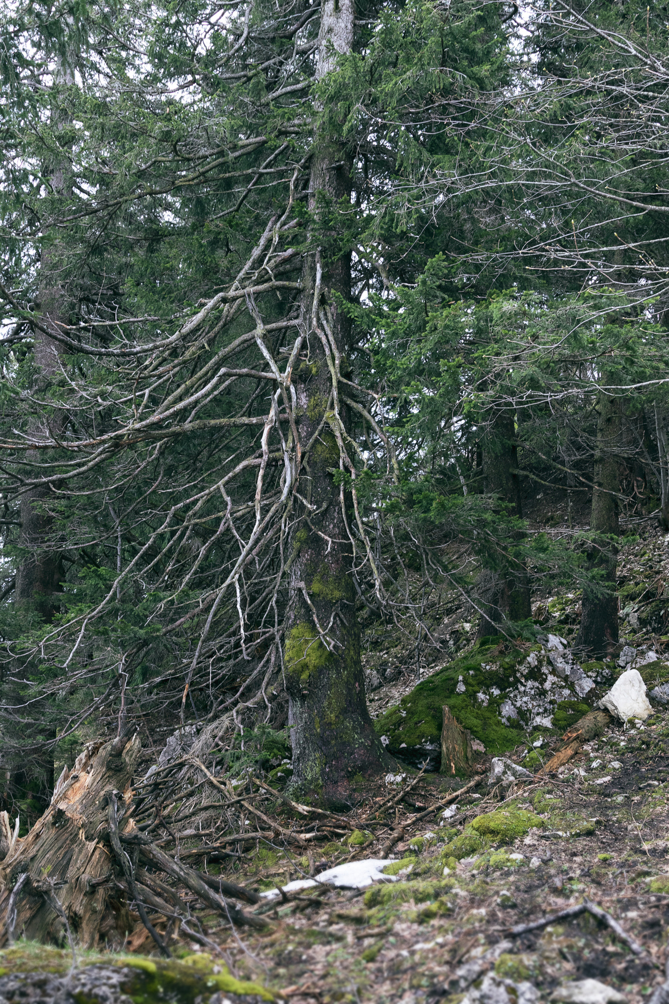 Am Hochfelln 02, Bayern, 2021