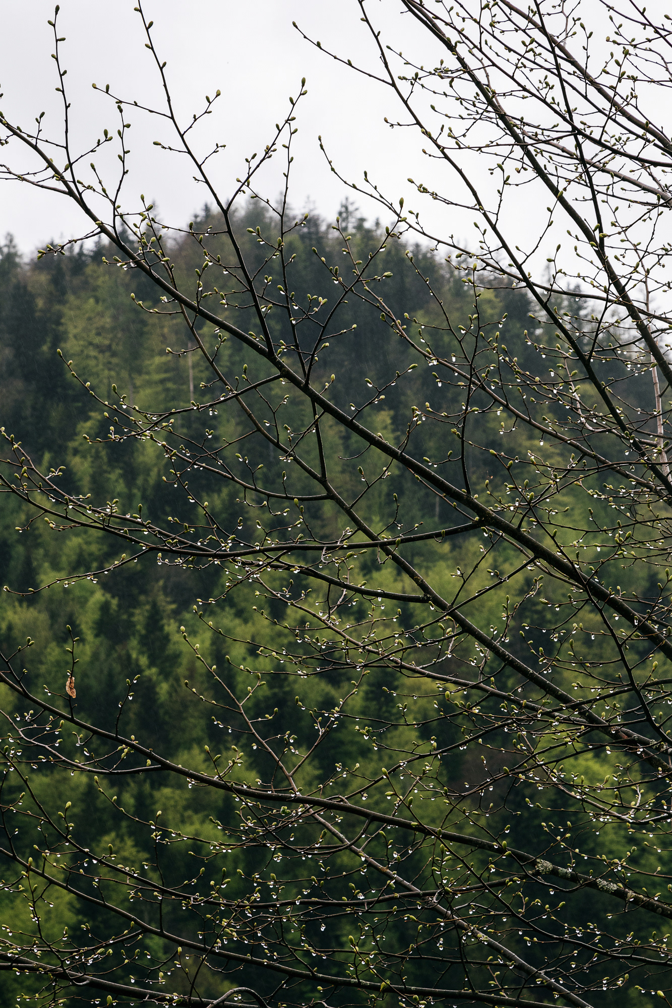 Weißbachschlucht 02, Bayern, 2021