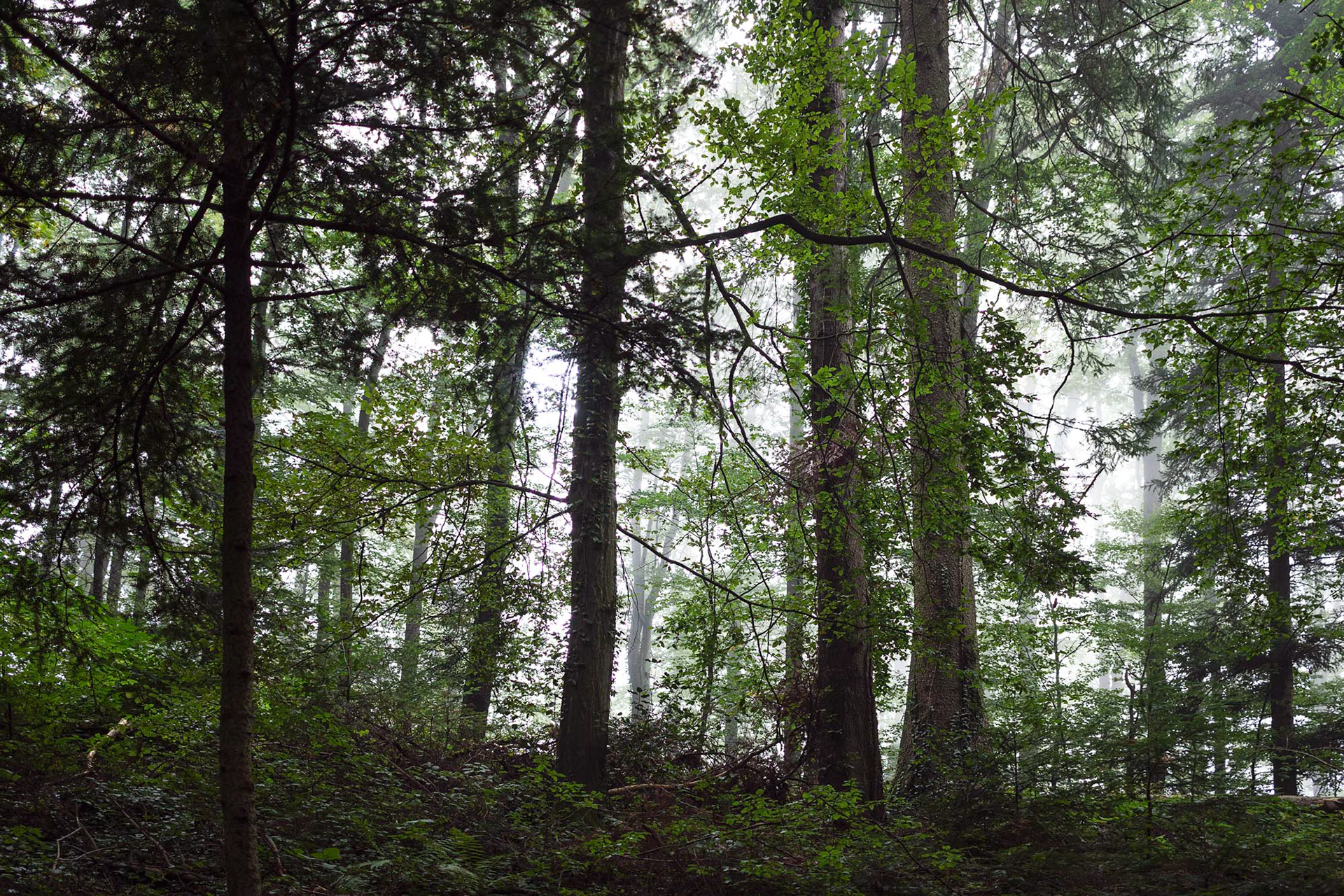 Mühlebächle XVI, Baden-Würtemberg, 2021