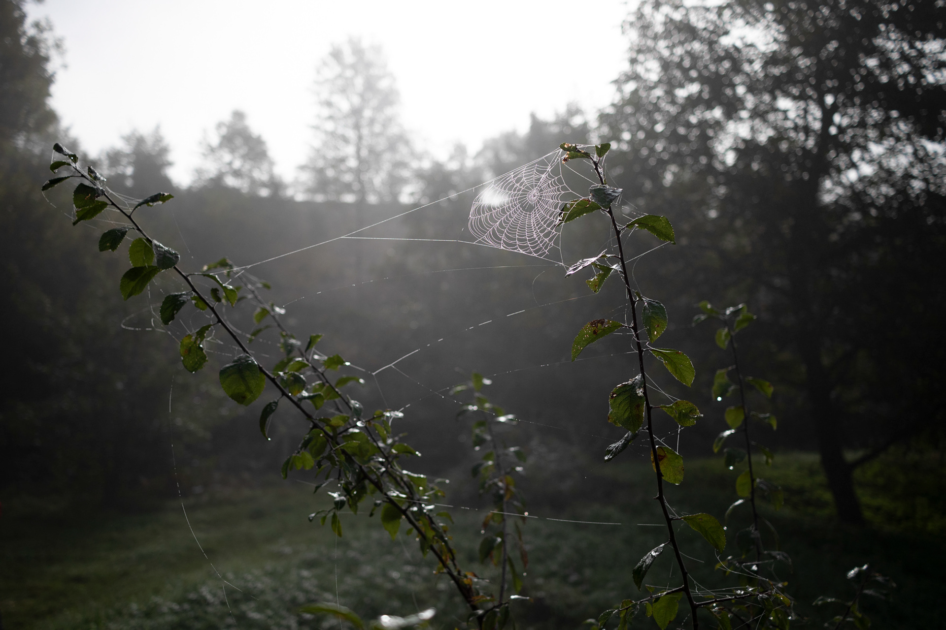 Mühlebächle II, Baden-Würtemberg, 2021