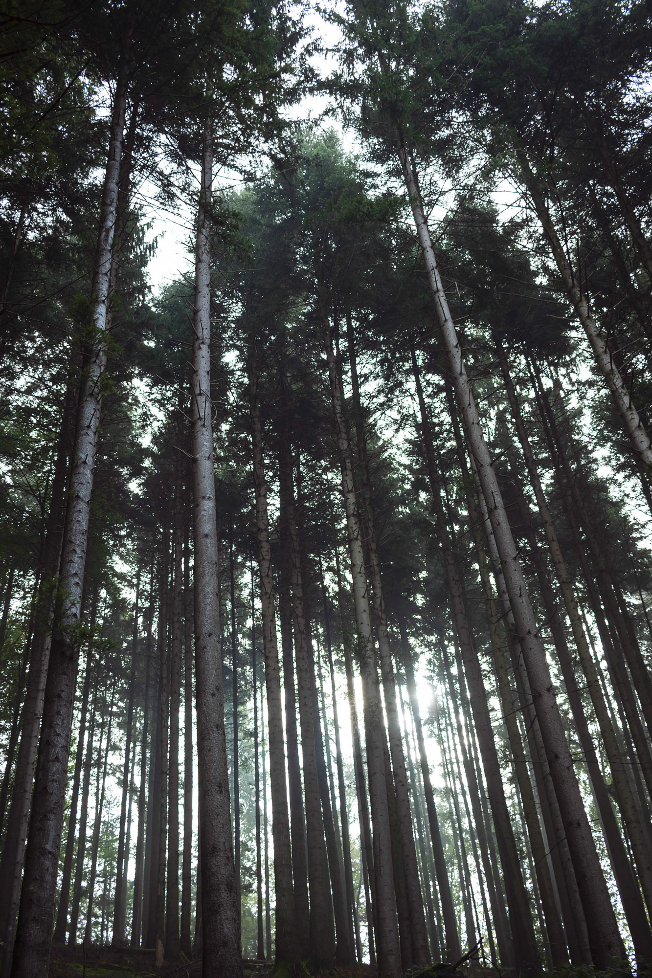 Mühlebächle XIV, Baden-Würtemberg, 2021