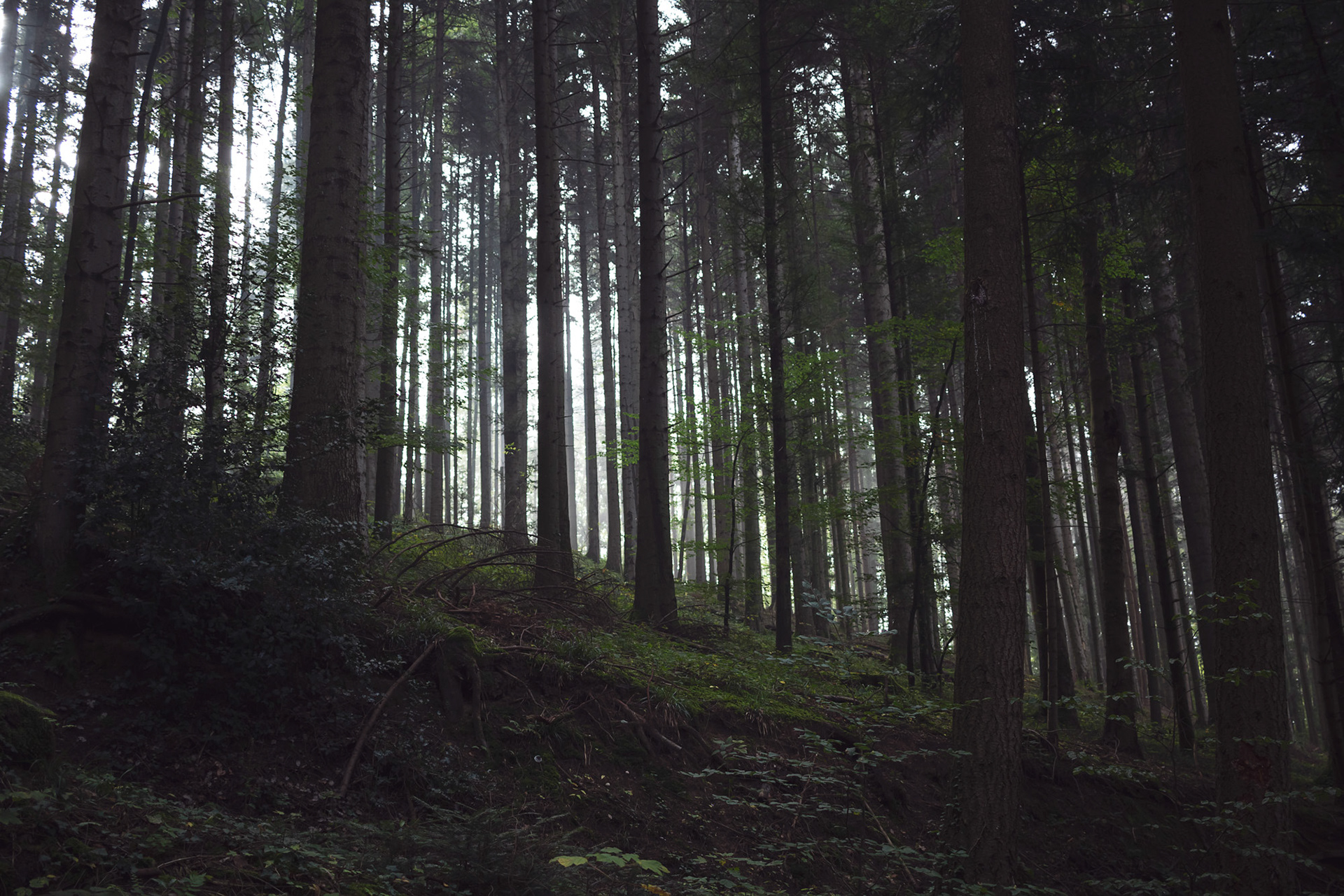 Mühlebächle XI, Baden-Würtemberg, 2021