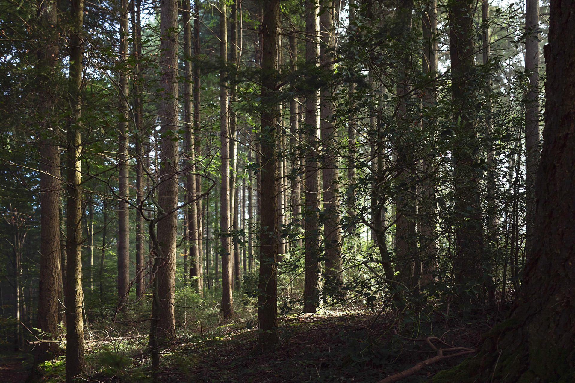 Mühlebächle IV, Baden-Würtemberg, 2021