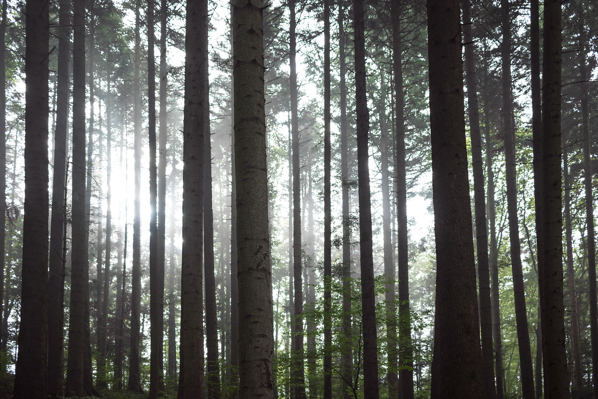 Mühlebächle XV, Baden-Würtemberg, 2021