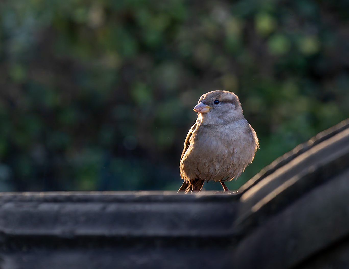 House Sparrow