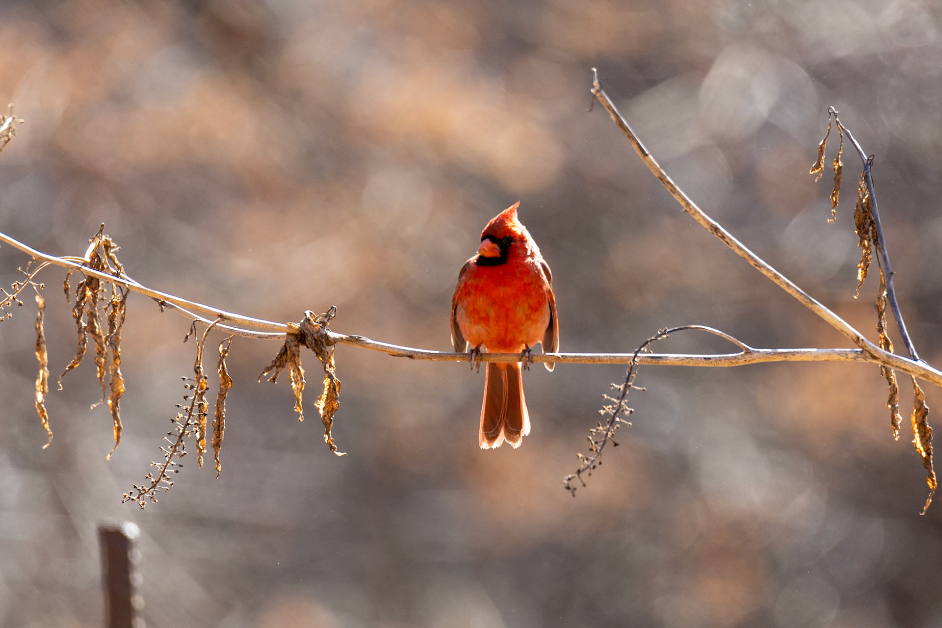 Northern Cardinal