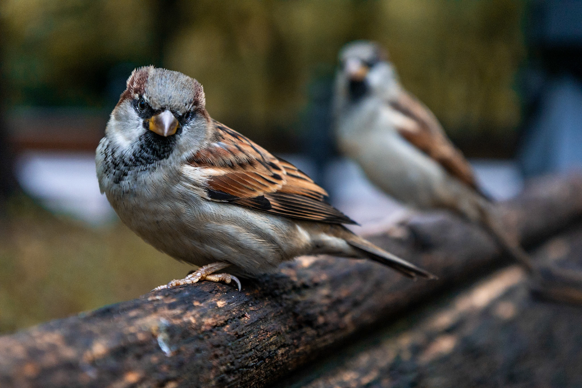 House Sparrow