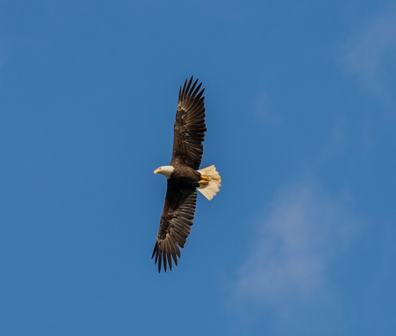 Flying Free As Can Be
More at hubbles.com