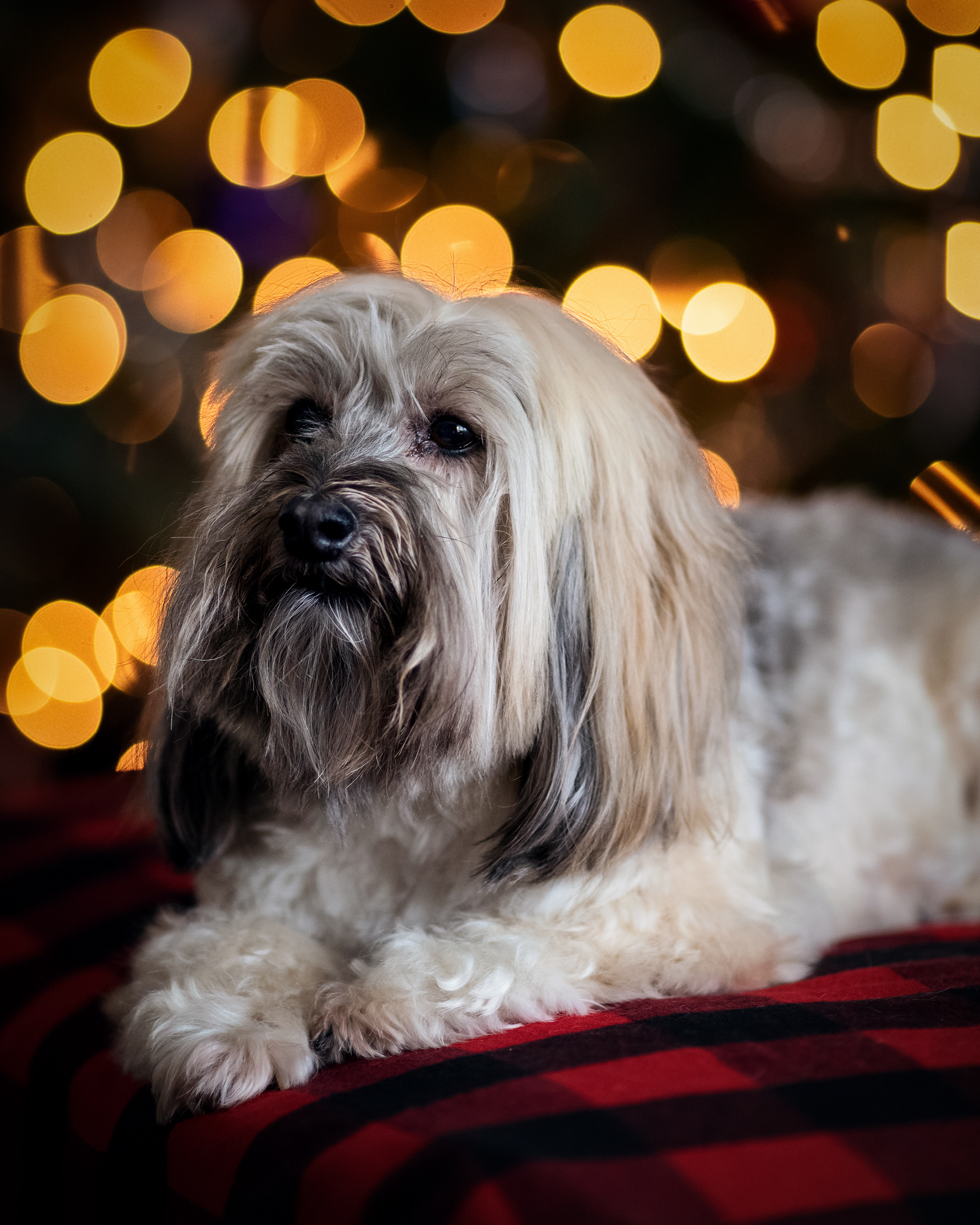 Bailey, Age 11 (December 2020)