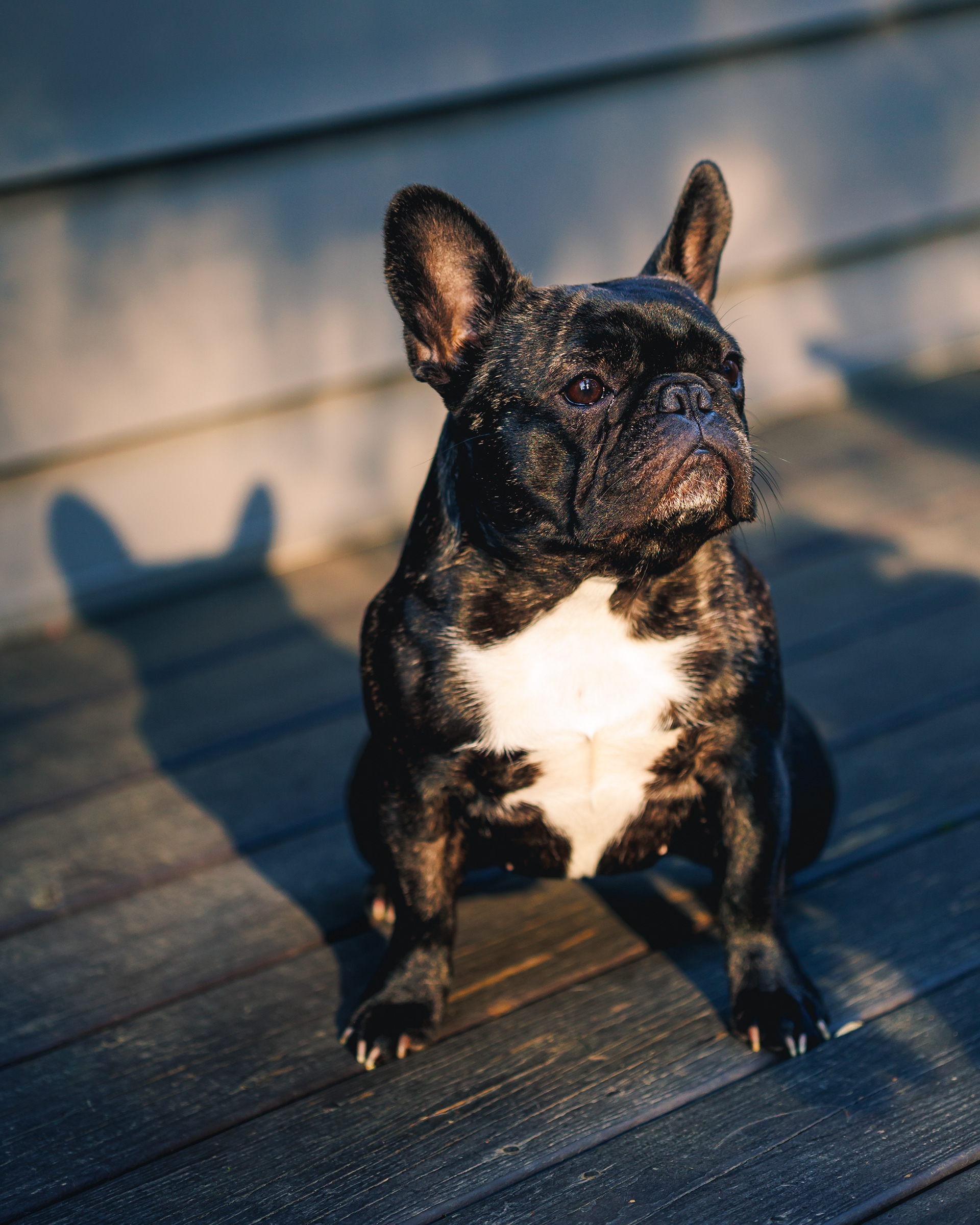 Roxy, Age 1 (May 2022)