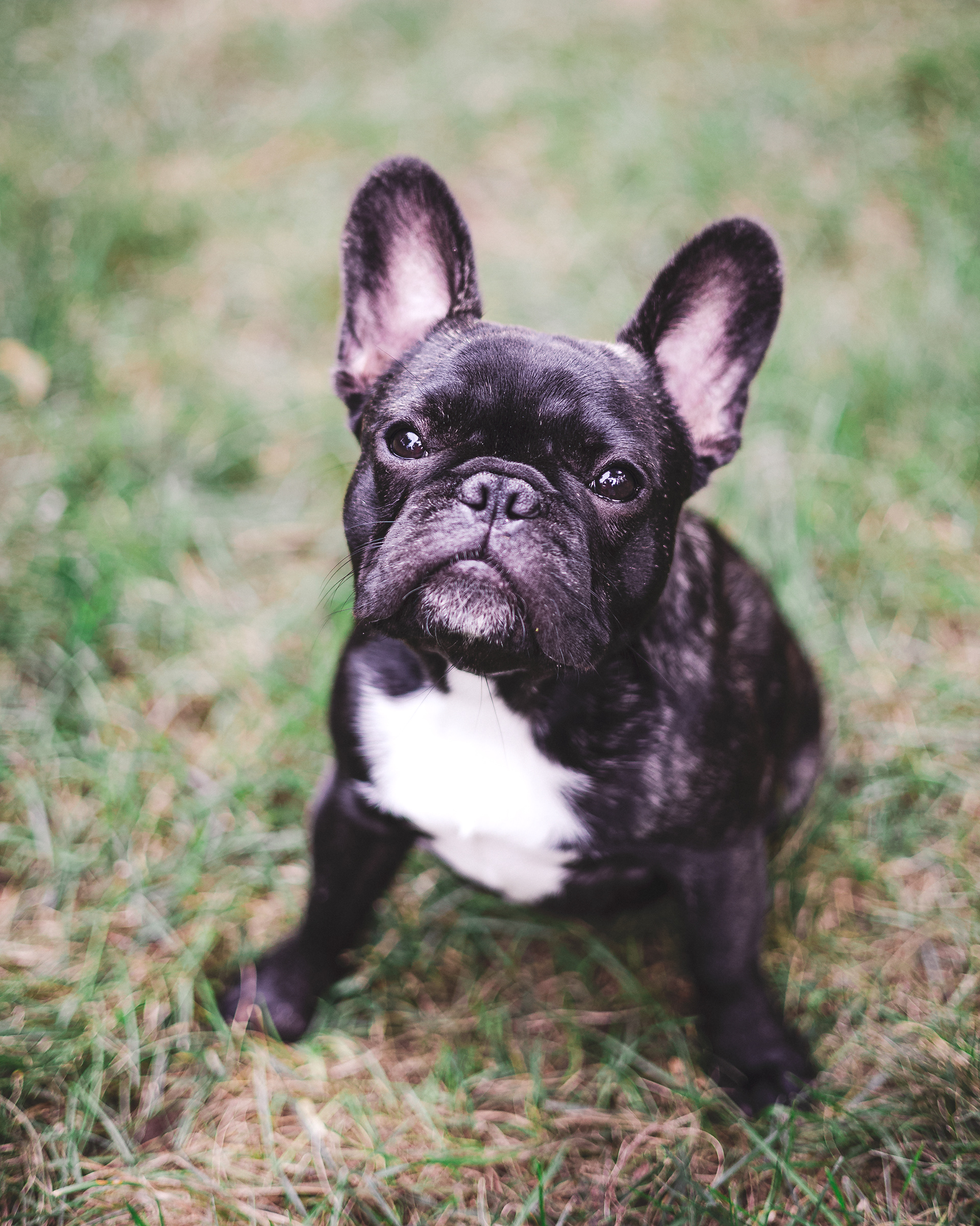 Roxy, 7 months (August 2021)