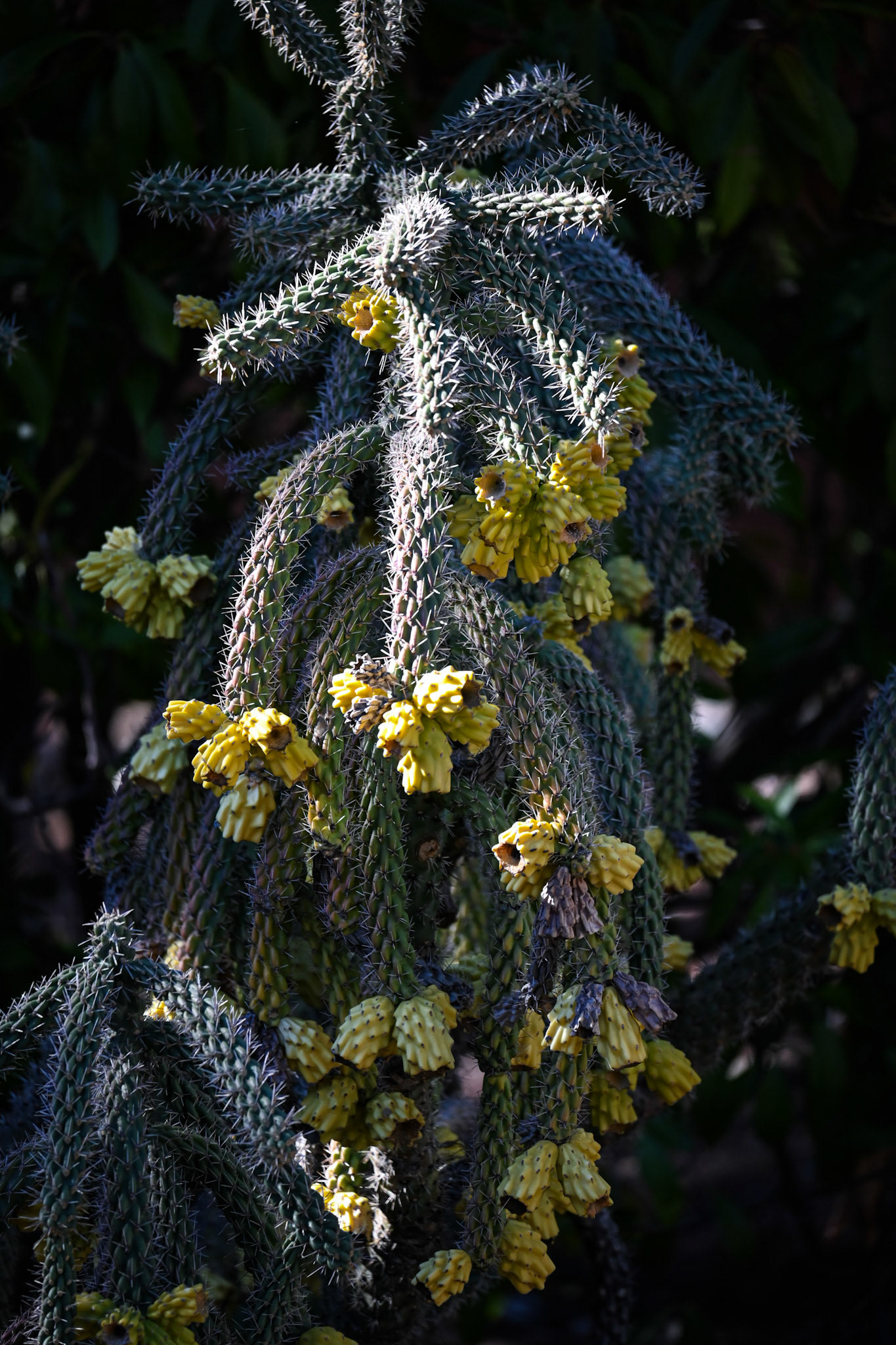 Cactus Blooms