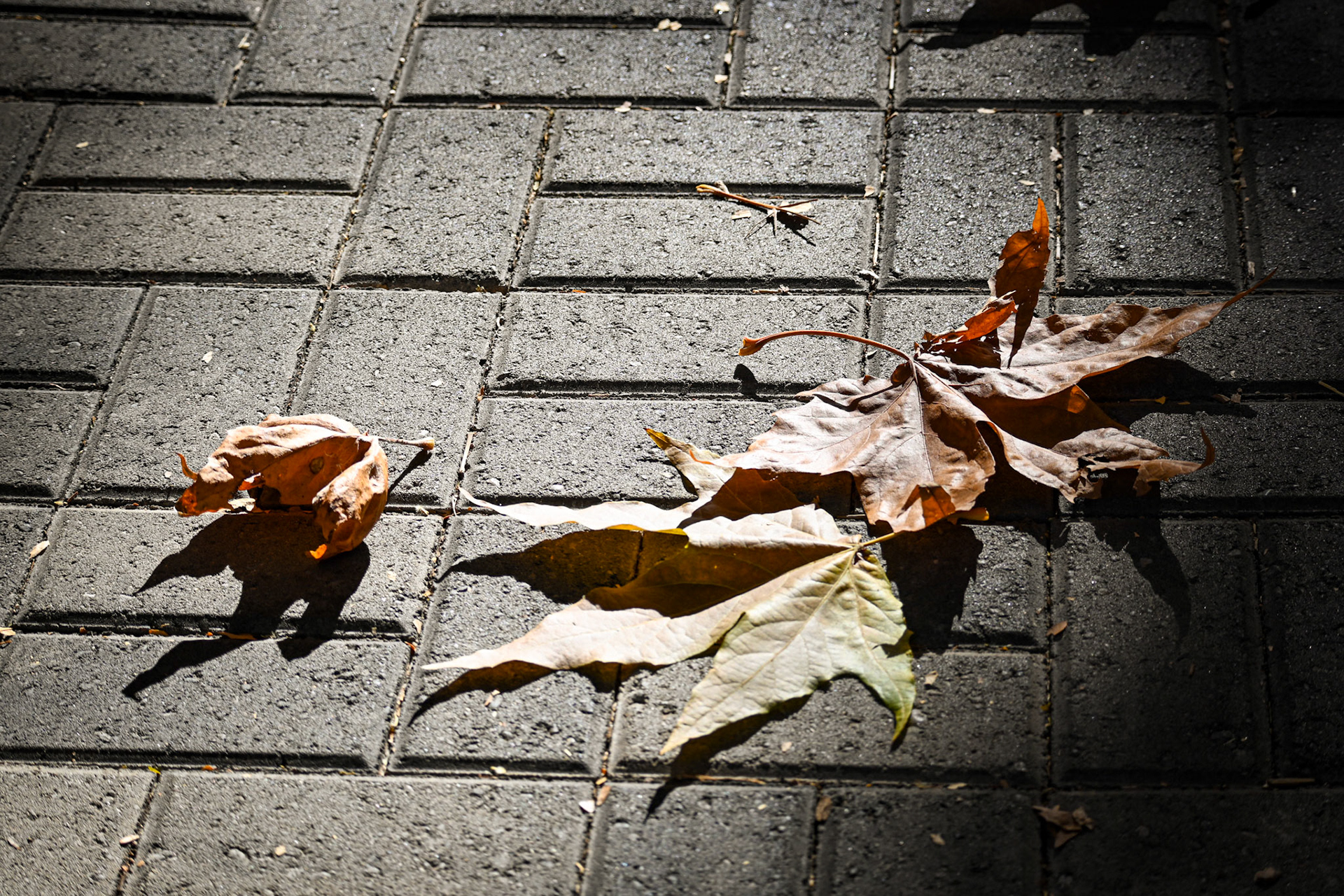 Fall Leaves