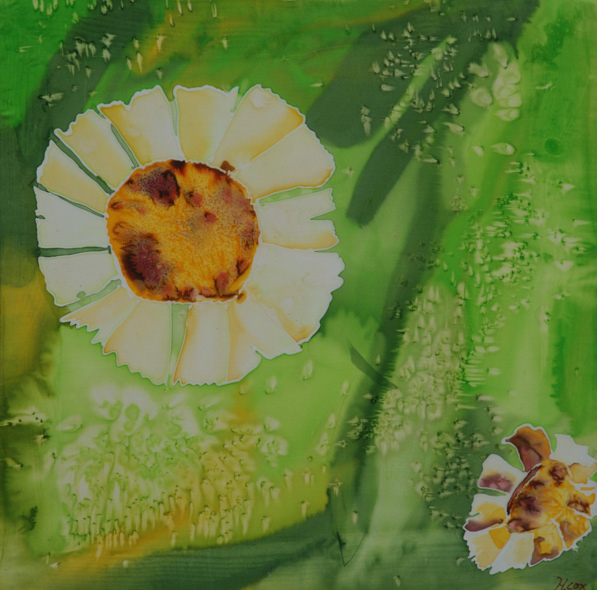 daisies