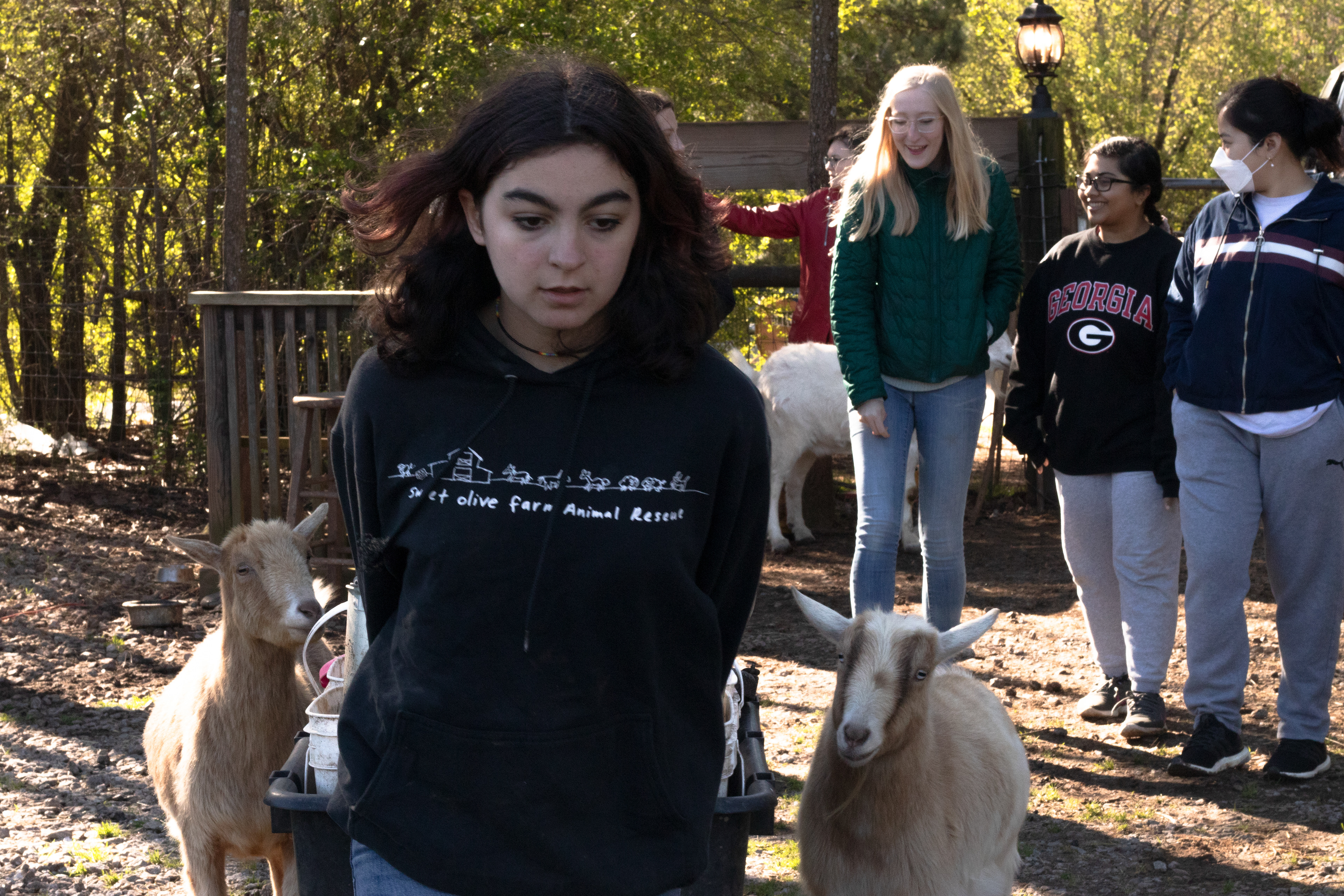 Cheyenne Hardy (13) pulls a wheelbarrow of feed while volunteers pet goats at Sweet Olive Farm on March 20, 2022 in Winterville, Georgia. Cheyenne has been coming to volunteer at Sweet Olive since she was 10 years old. Now, she comes every Saturday with her family, including her grandpa, Eddie Mosko. Cheyenne said volunteering is good for her college applications, and Kat keeps her around because she knows so much about what needs to happen on the farm.