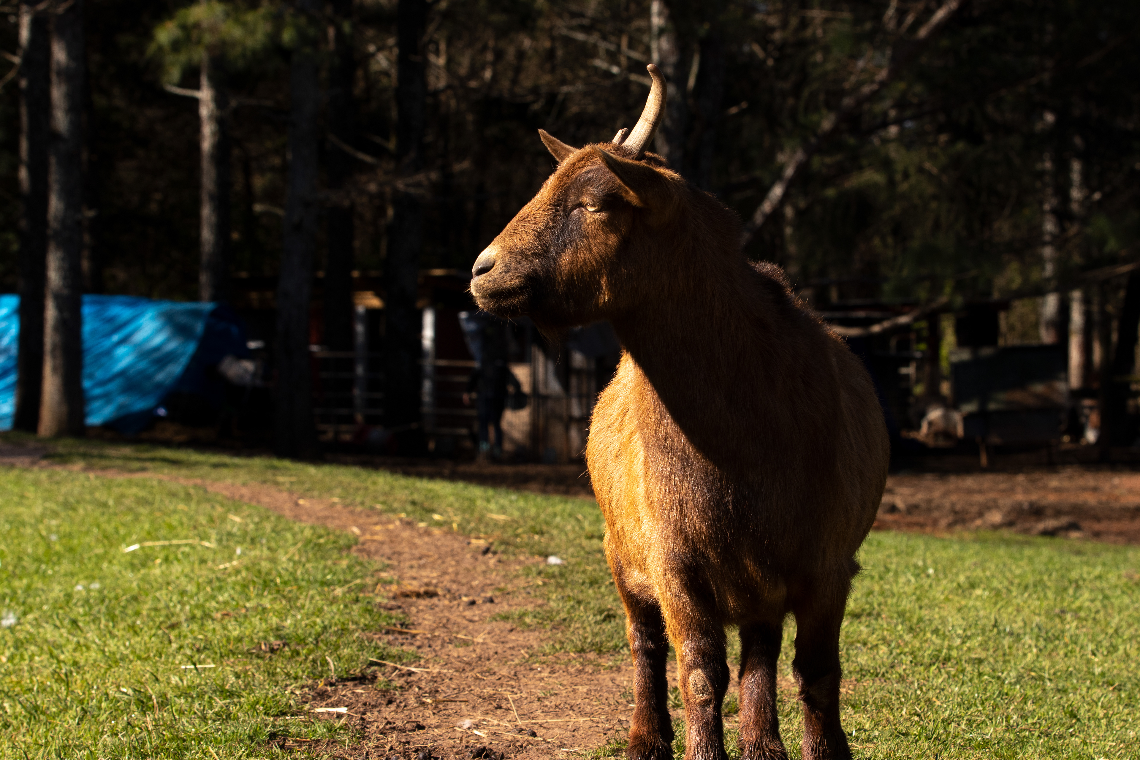 Knuckles the Miracle Goat toward Sweet Olive Farm co-founder Kat Howkins on March 20, 2022 in Winterville, Georgia. Knuckles was taken in by Sweet Olive after being attacked by a donkey, and couldn’t get better after months of being nursed back to health. Kat took him in for an MRI, and the vet found he had a spinal injury, and needed immediate surgery, which would cost $4,000. Kat decided the cost was worth Knuckles’ health, and green-lighted the surgery. Now, Knuckles is healthy and happy, despite having some lopsided horns.