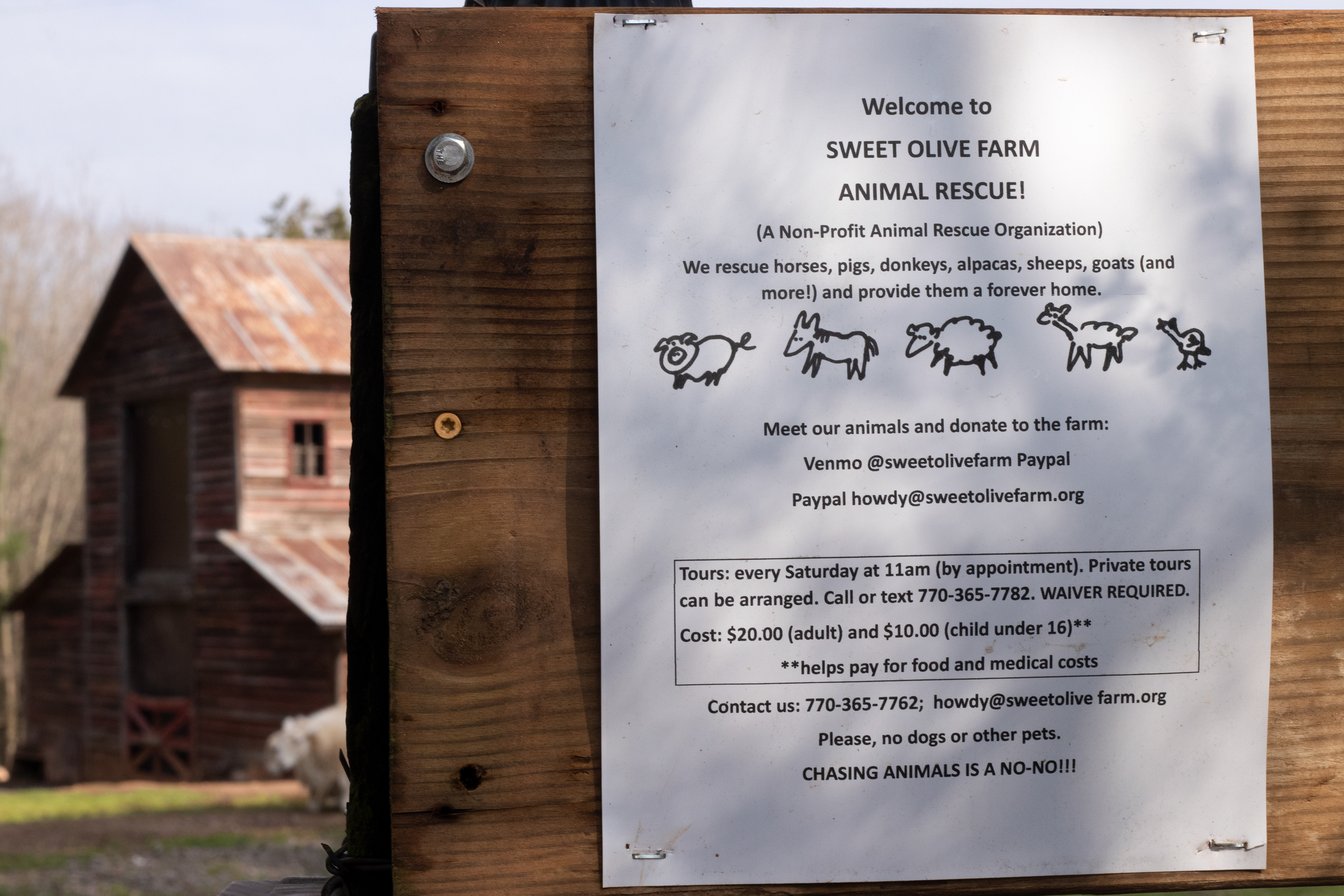 A sign by the gate to Sweet Olive Farm Animal Rescue, a nonprofit rescue farm in Winterville, Georgia. Sweet Olive was founded by Kat Howkins and her wife, Susan Pritchett. Kat and Susan rescued dogs in Atlanta, but after owning over eight, they were told they needed a license. So, Kat and Susan moved out to a farmhouse in Winterville to give their dogs a place to roam. While this was happening, a friend asked if they could take in a pig that needed to be rescued. After agreeing, Kat and Susan became the people to take in animals that needed a home. Soon, they realized they needed to register as a nonprofit, and began growing Sweet Olive Farm.