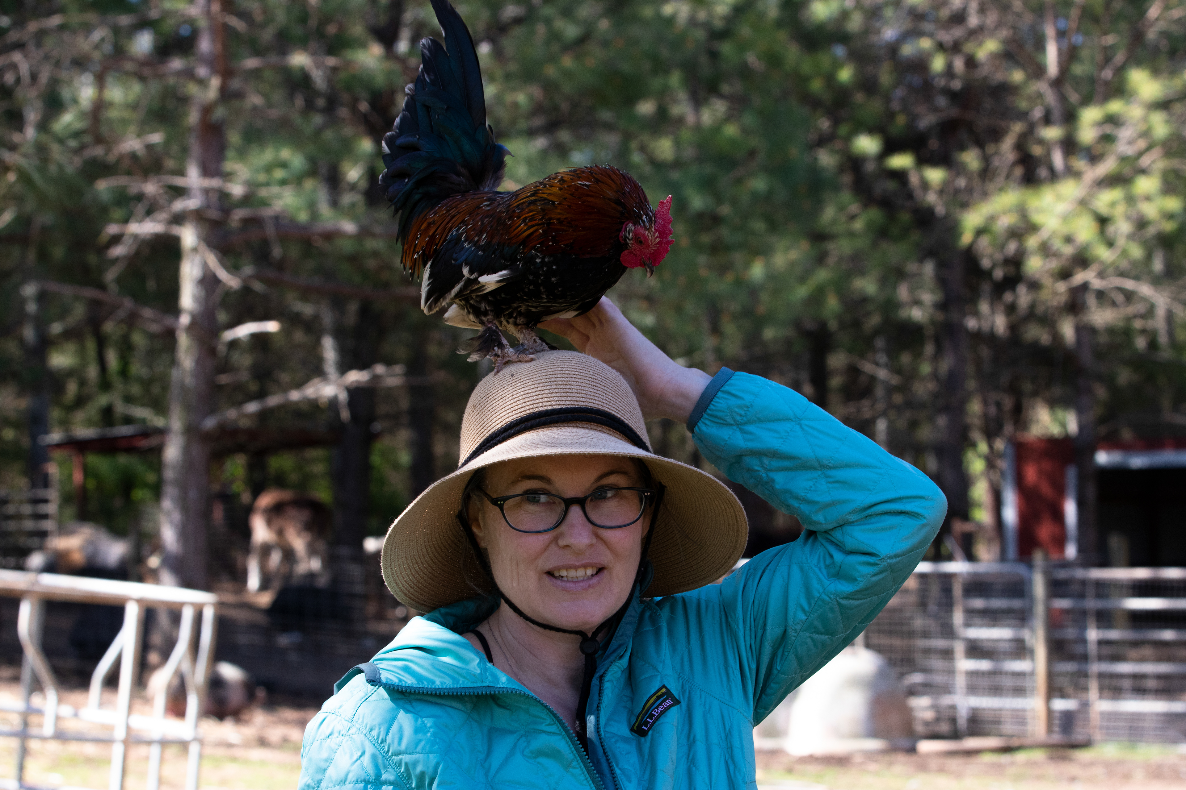 Marianne Harrison, a volunteer at Sweet Olive Farm in Winterville, Georgia, holds a rooster named Keeto on her head on April 3, 2022. Keeto is a rooster who knows his name — he’ll come when you call him and often land on your head. Keeto bonds with the volunteers and visitors alike; there are often smiles when Keeto is around.