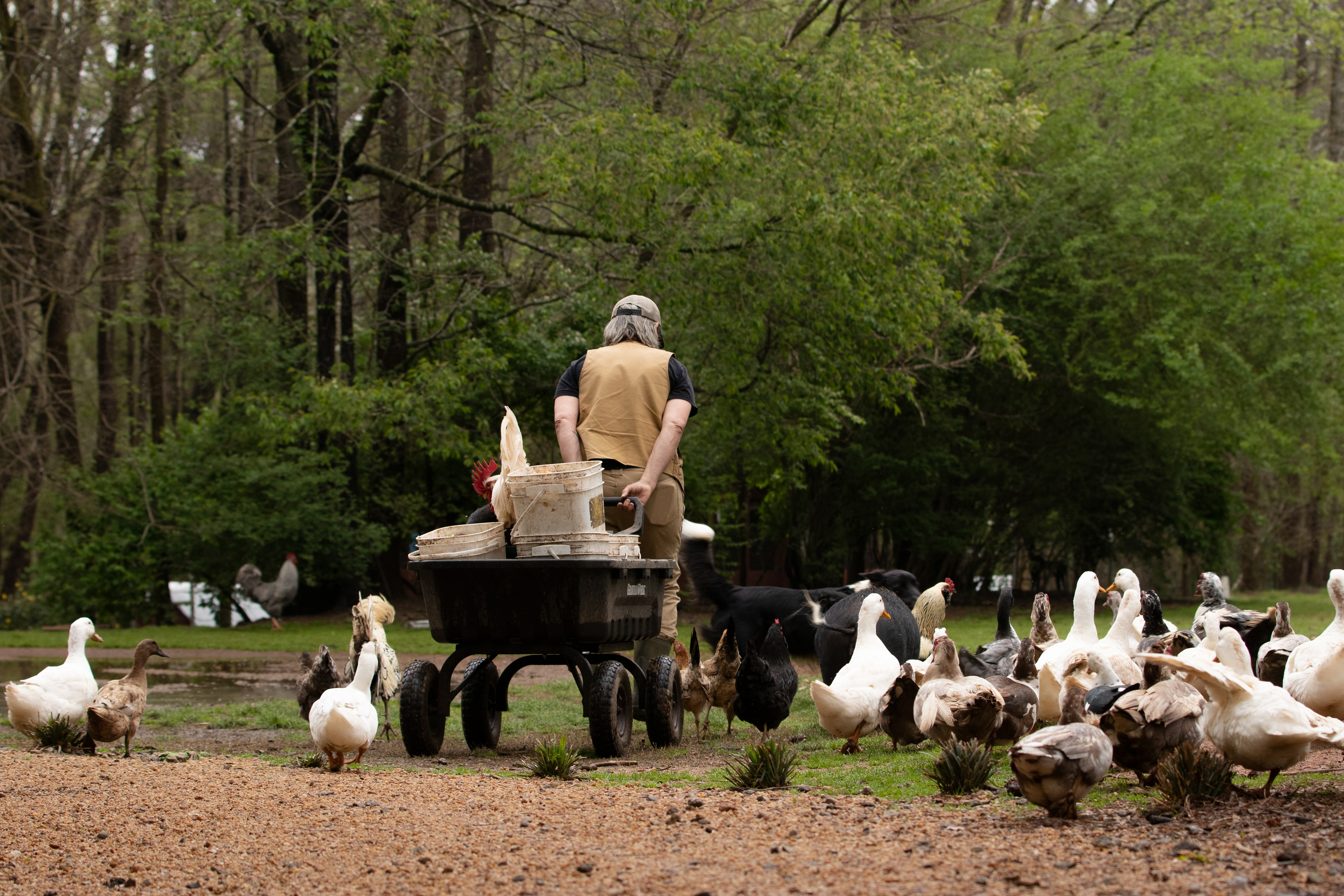 Kat Howkins, co-owner of Sweet Olive Farm in Winterville, Georgia, wheels a wagon of feed to another pasture, followed by ducks and chickens, on April 6, 2022. Howkins keeps most animals together instead of separating them by species as a statement about how all humans and animals should coexist. Different animals even become friends with each other, and won’t fight when they follow Howkins like a mother duck.