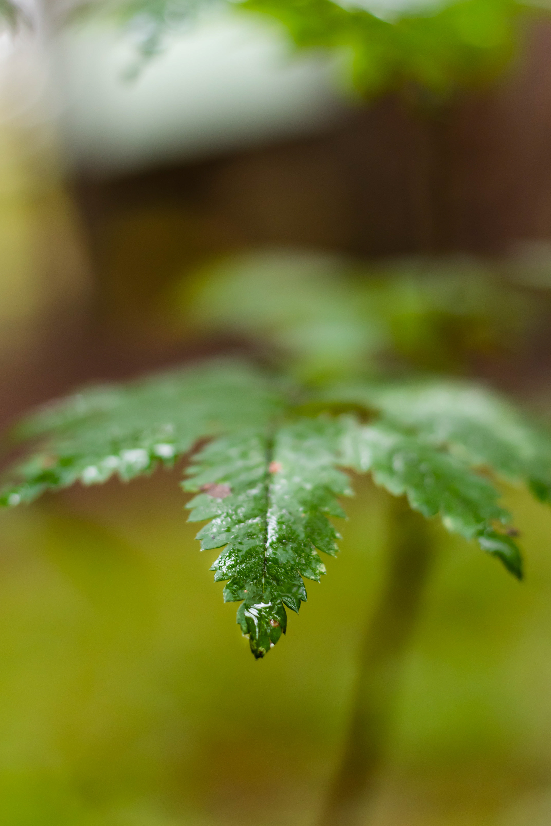Nature photography of a wet leaf