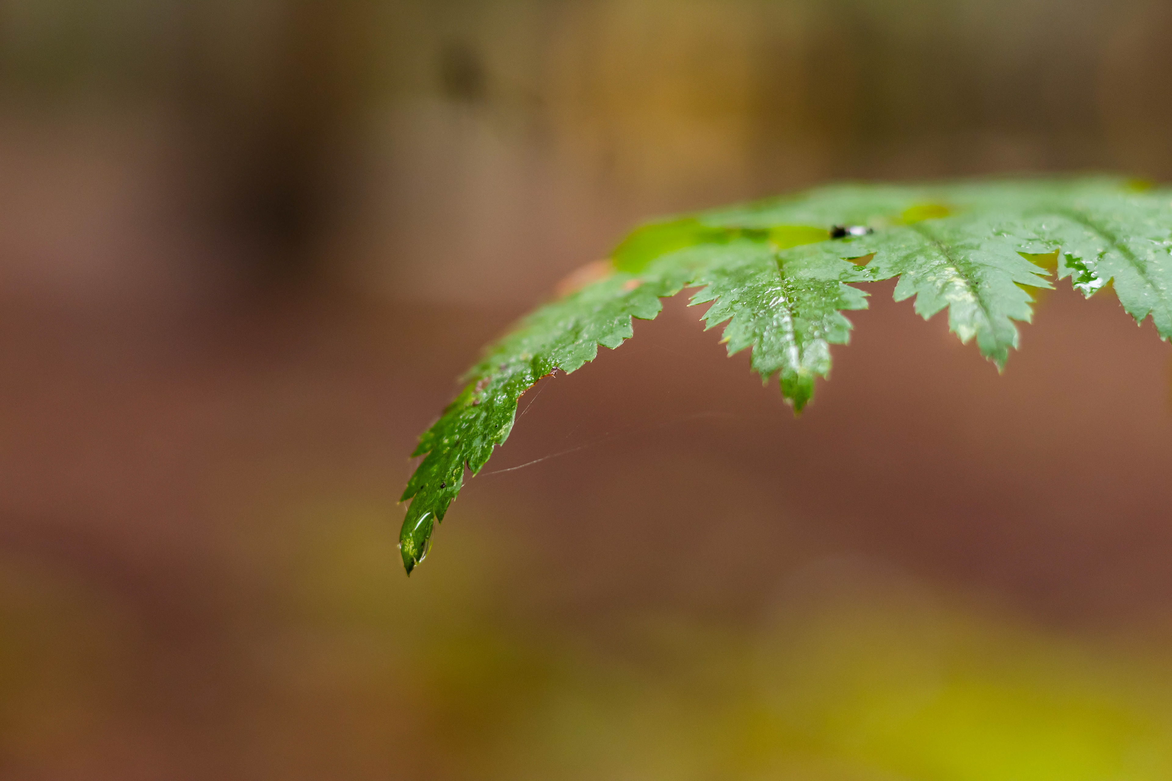 Nature photography of a wet leaf
