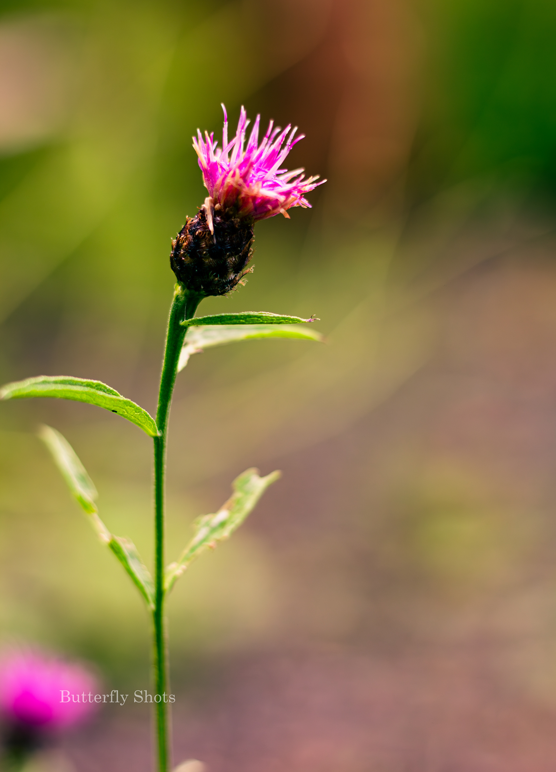 Nature photography of a flower