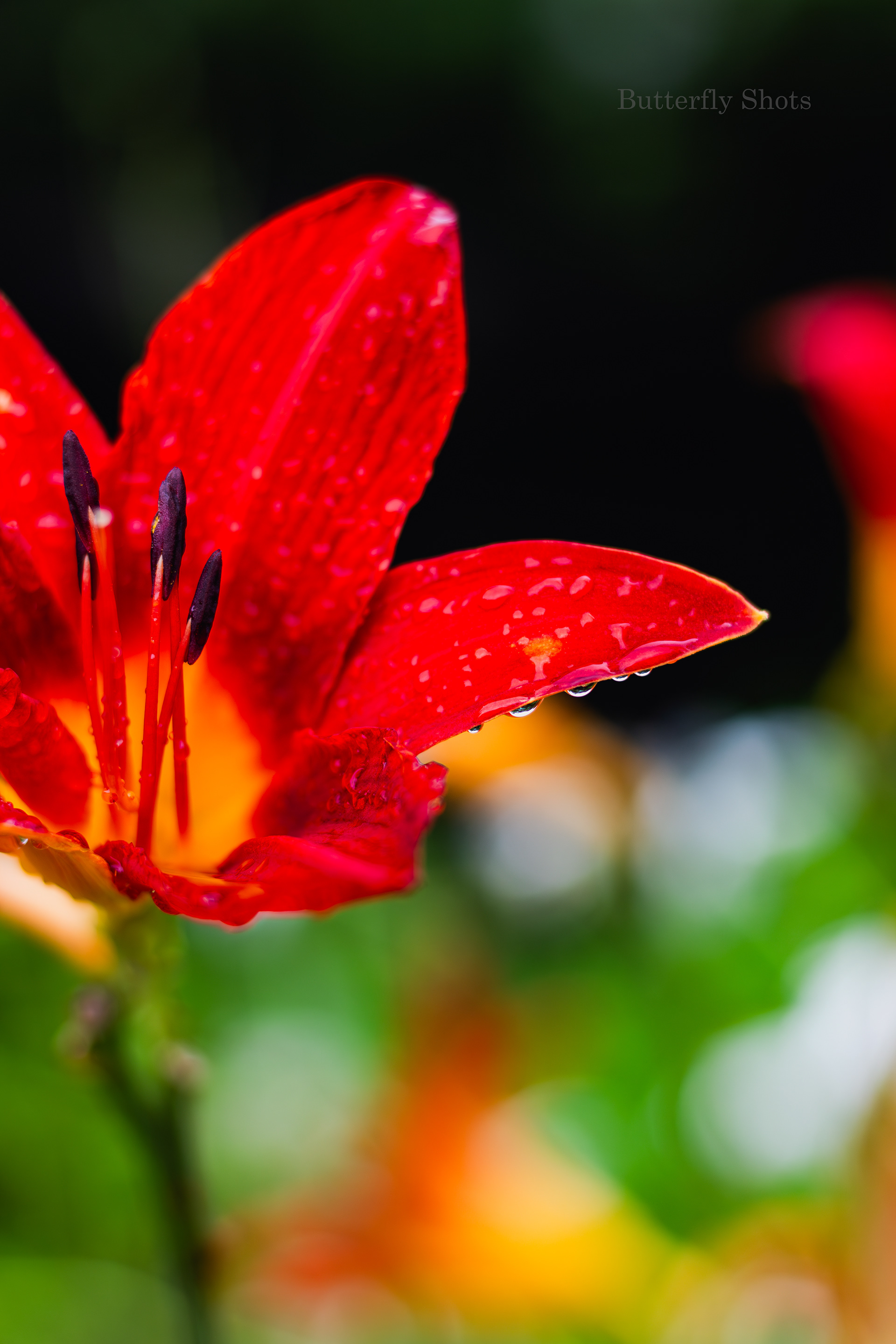 Nature photography of wet flowers