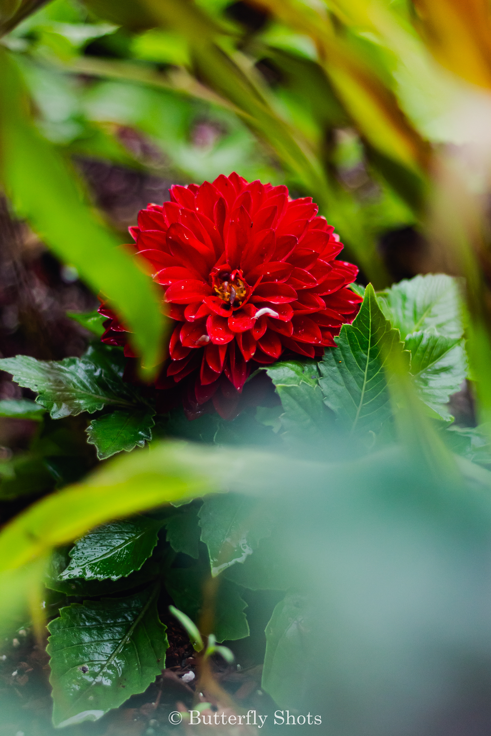 Nature photography of flowers