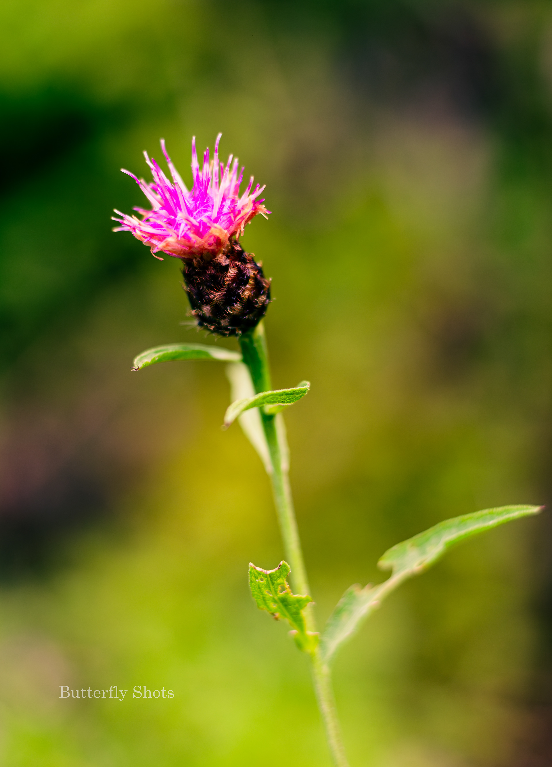 Nature photography of a flower