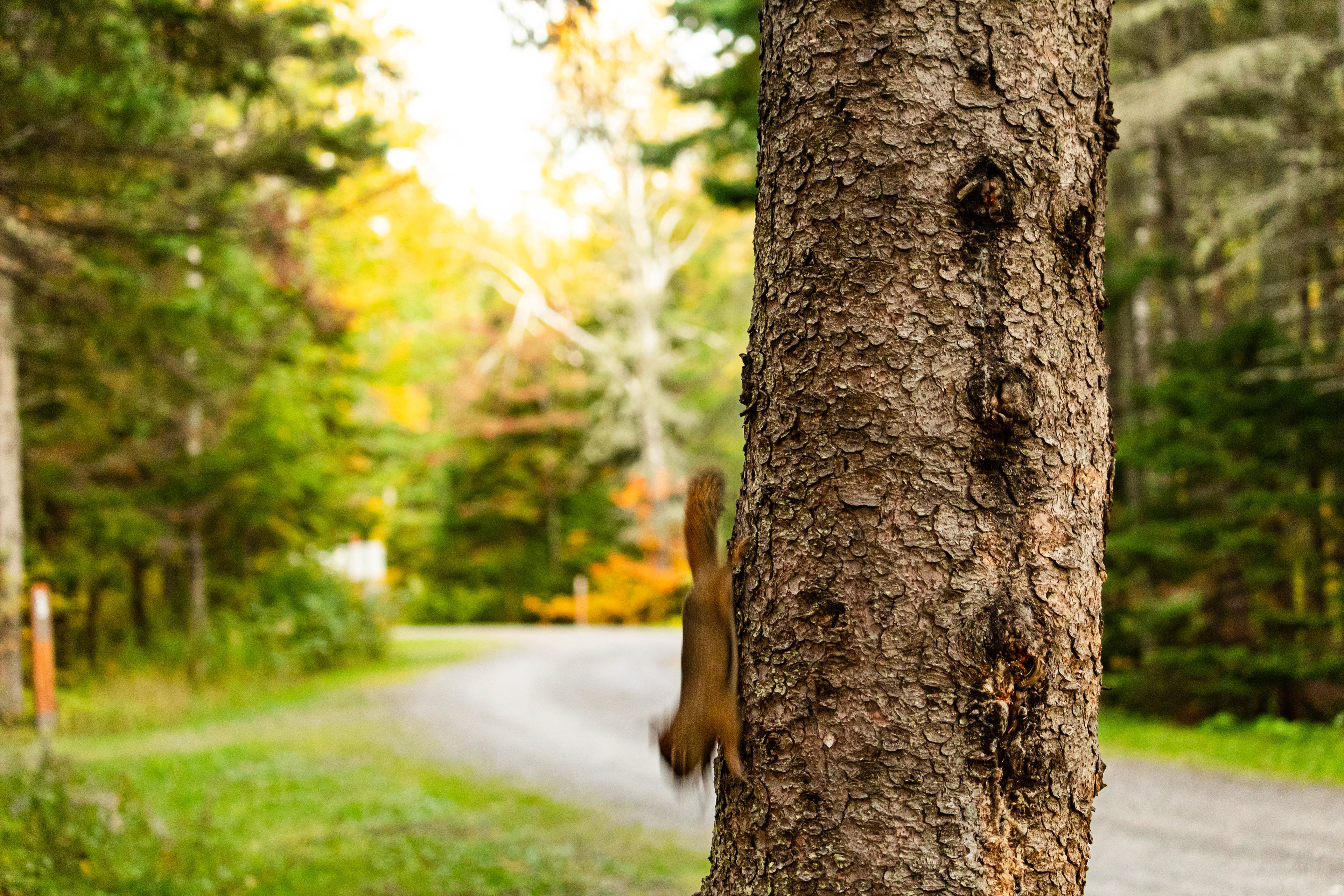 Nature photography in the forest