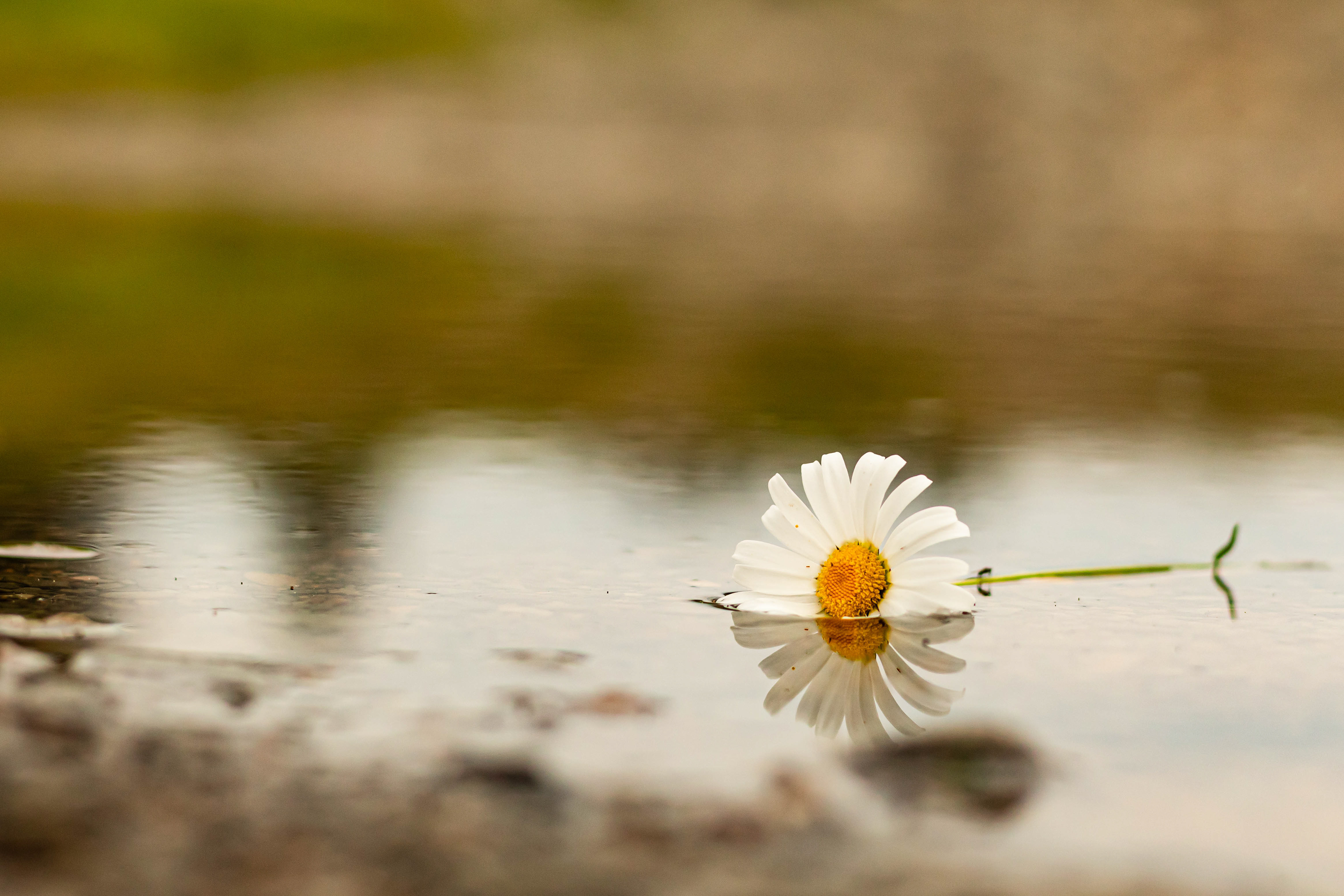 Nature photography of a flower in water