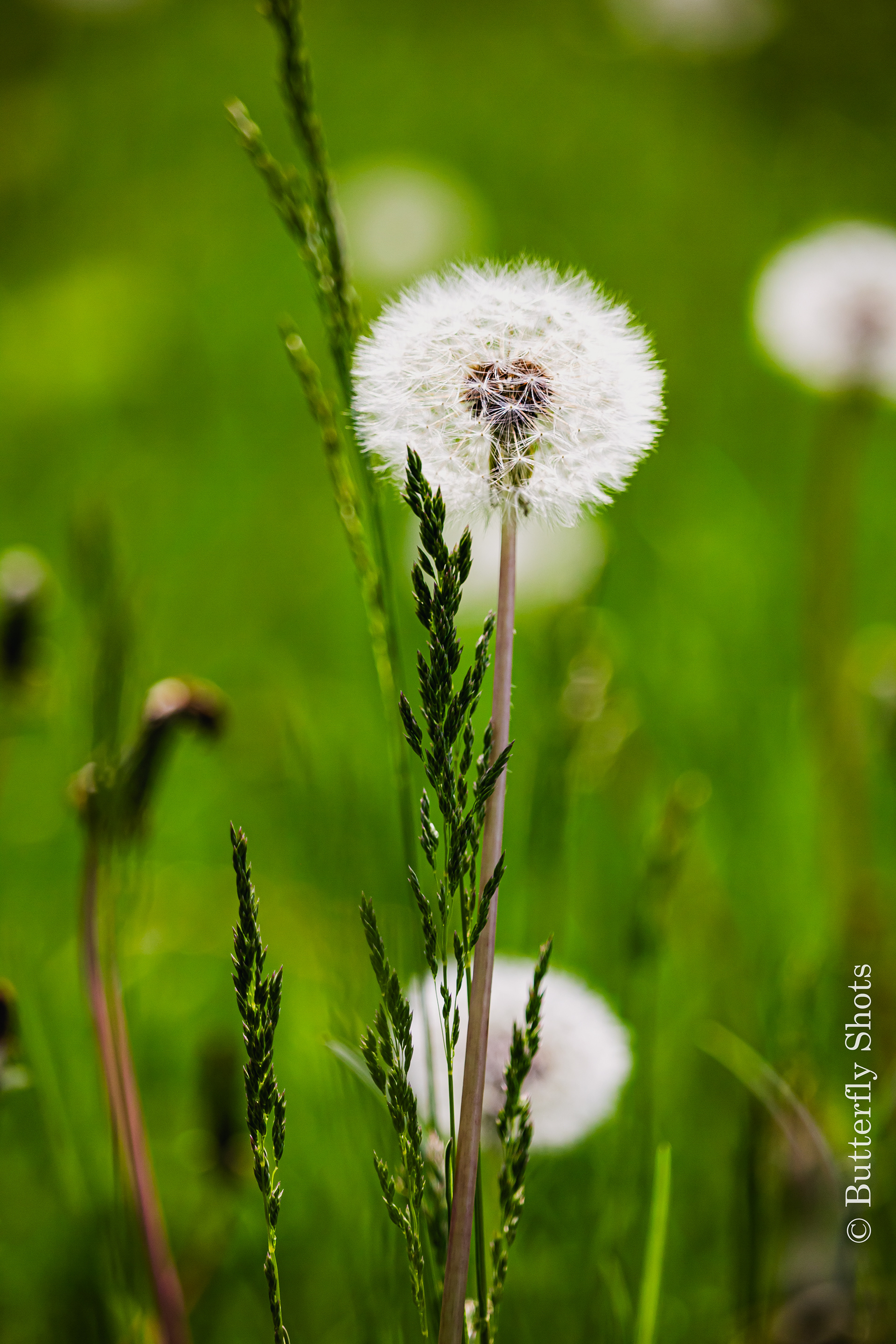 Nature photography of dandellion