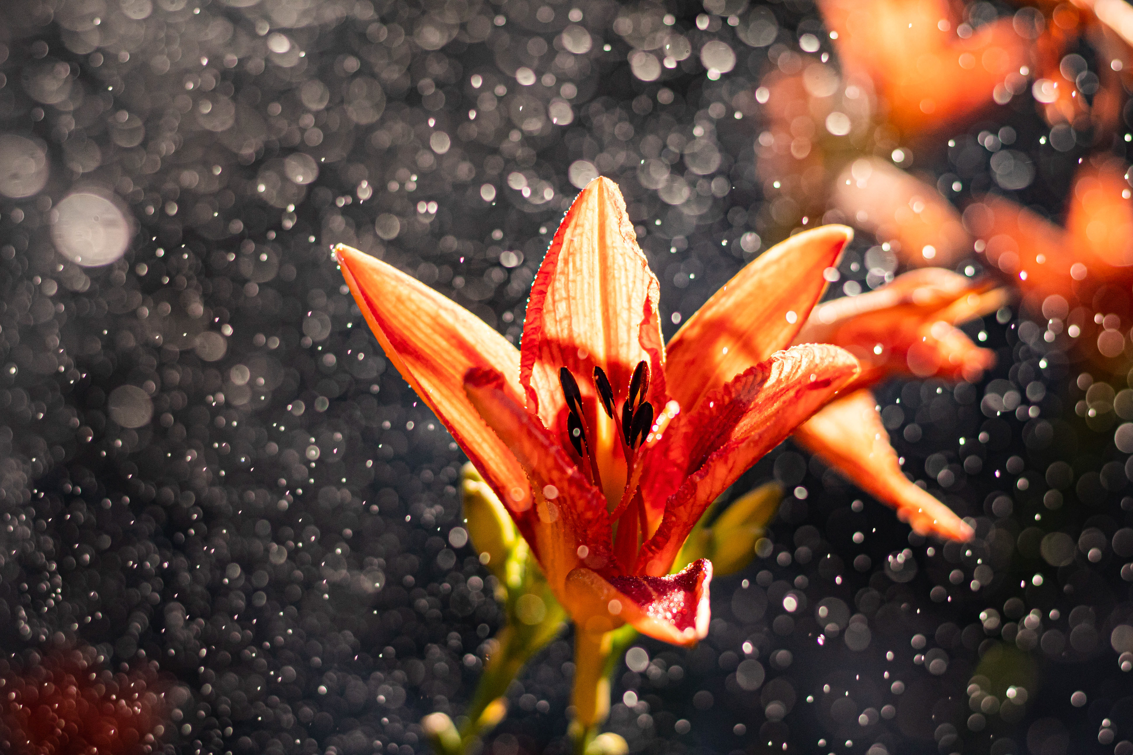 Nature photography of wet flower