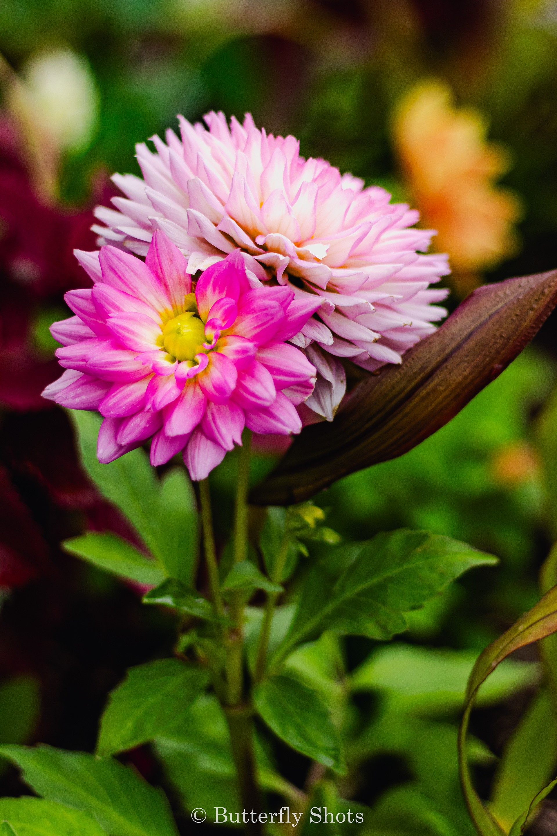 Nature photography of flowers