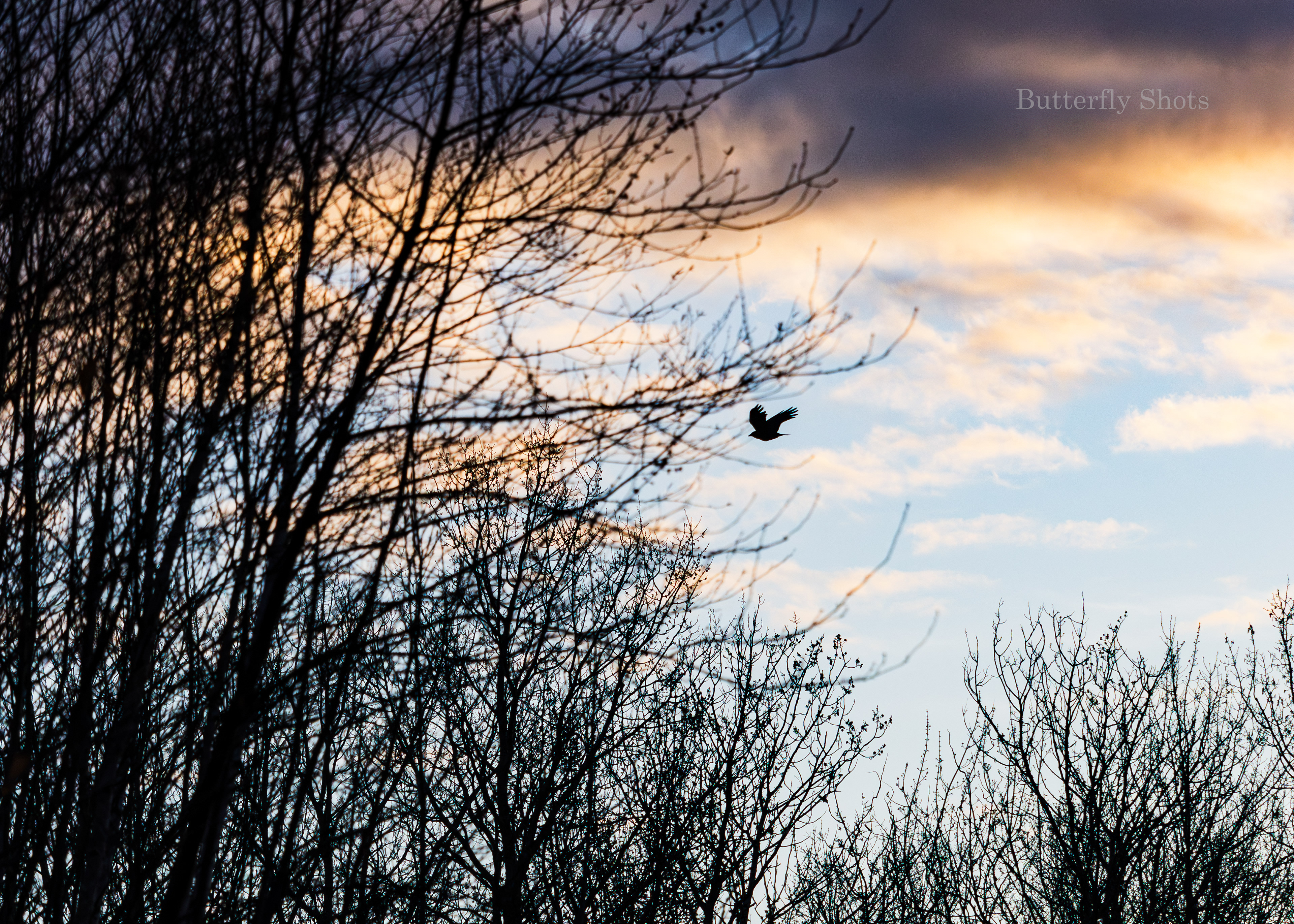 Nature photography of bird