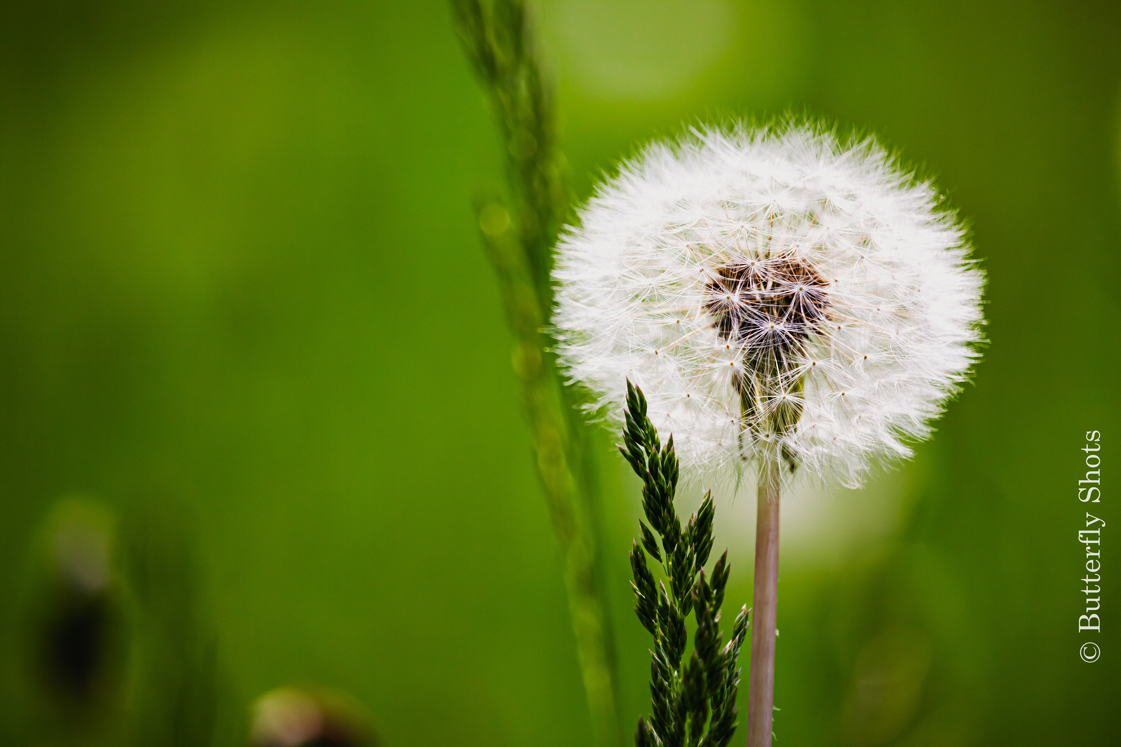 Nature photography of dandellion