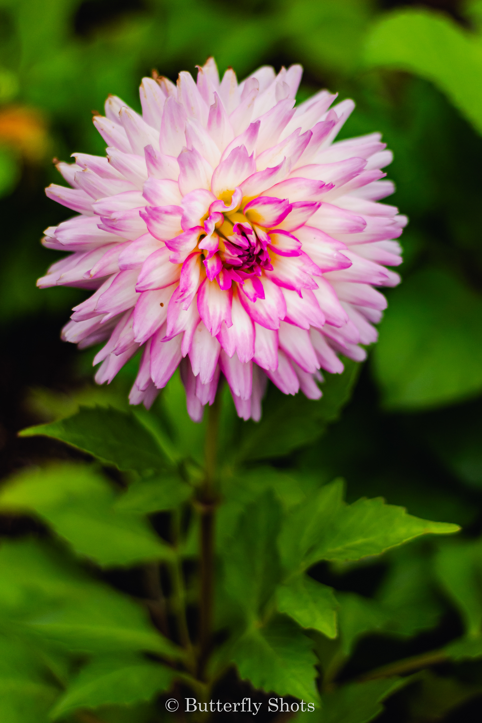 Nature photography of flowers