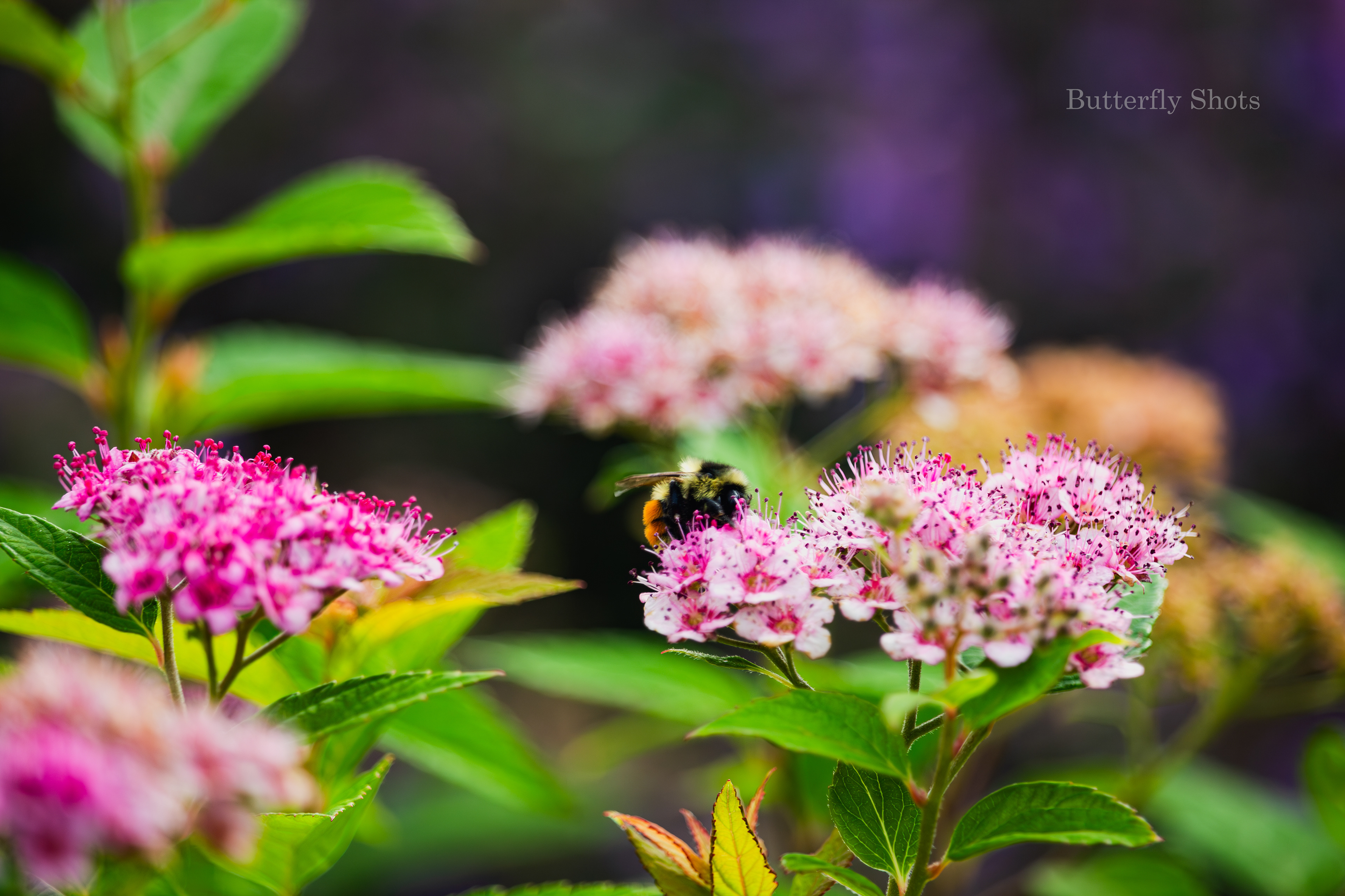 Nature photography of a bee in action