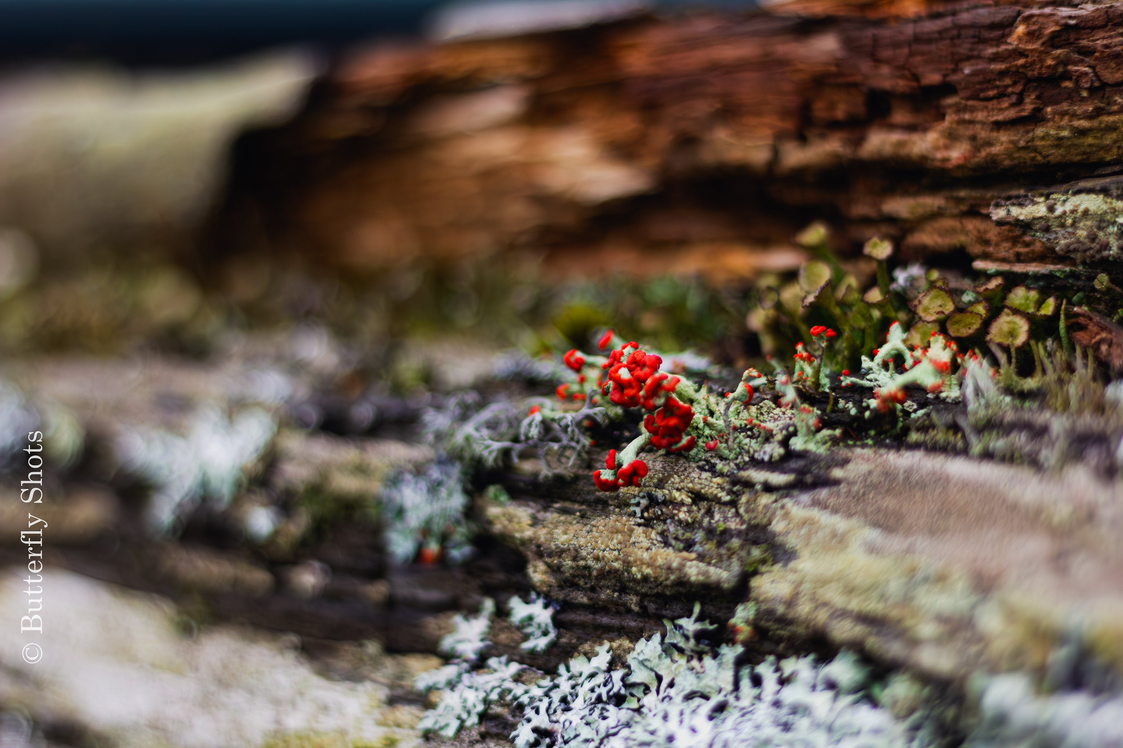 Nature photography of tiny mushroom