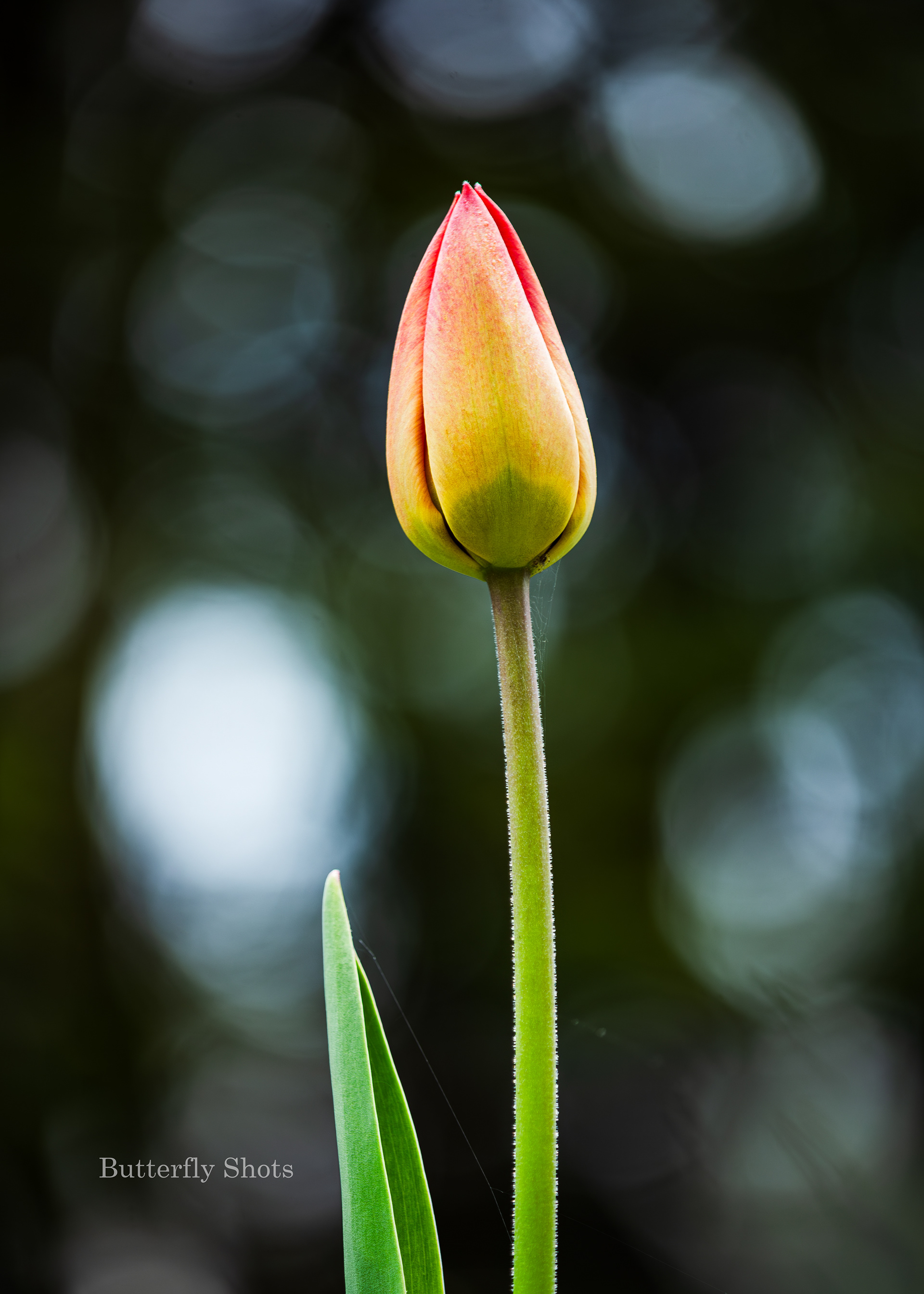 Nature photography of a flower