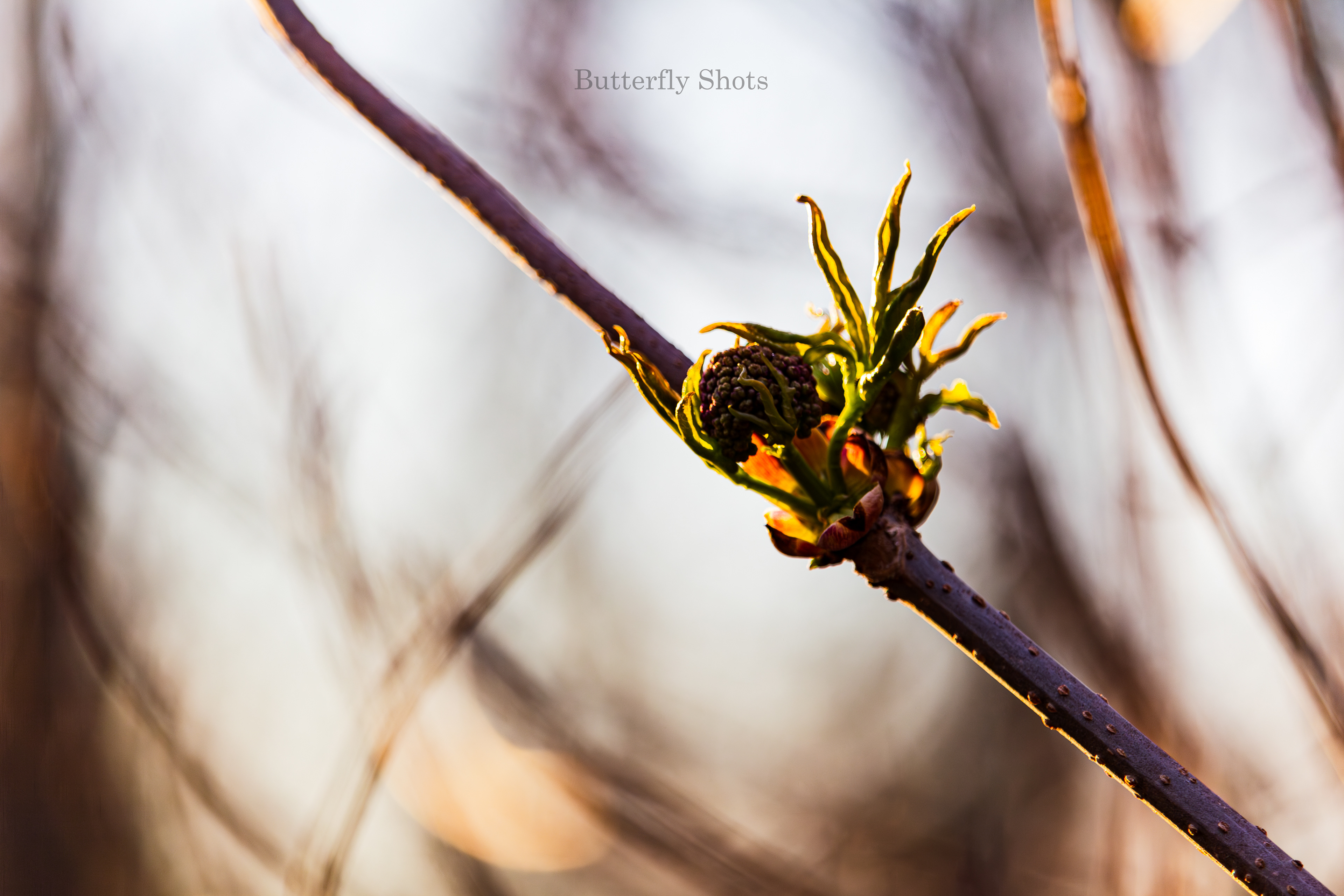 Nature photography of a branch at sunrise